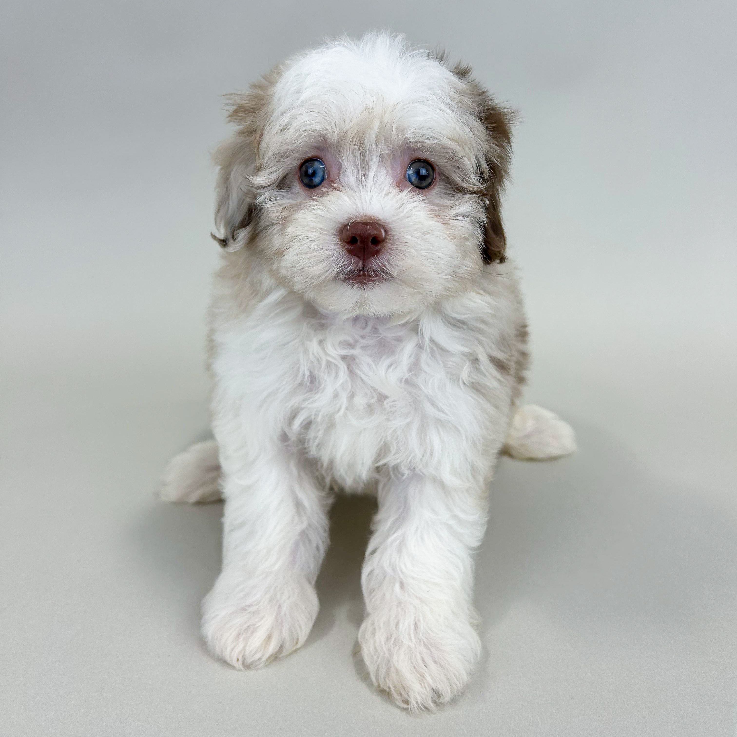Princess the Mini Aussiepoo puppy
