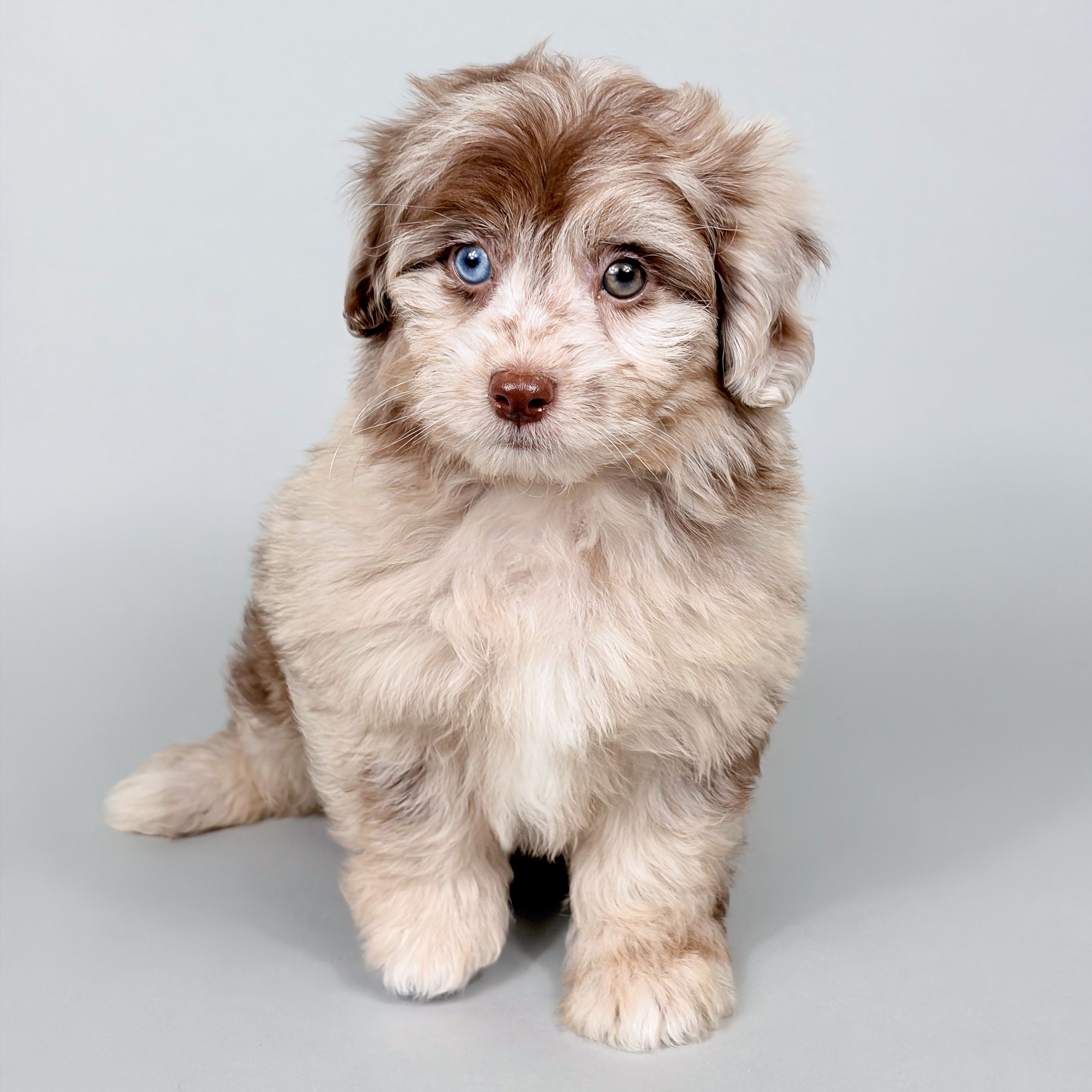Saul the Mini Aussiepoo puppy