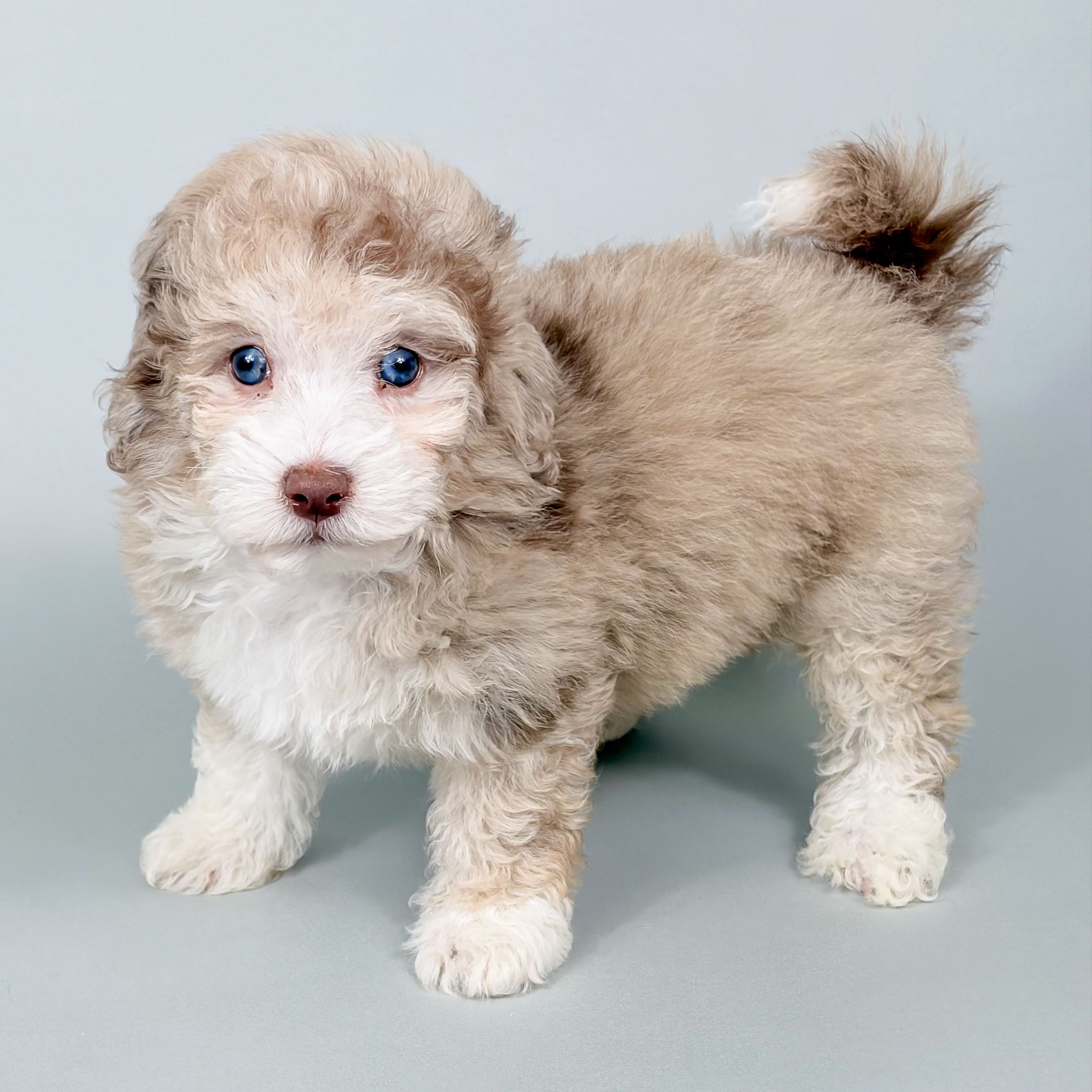 Ryder the Mini Aussiepoo puppy