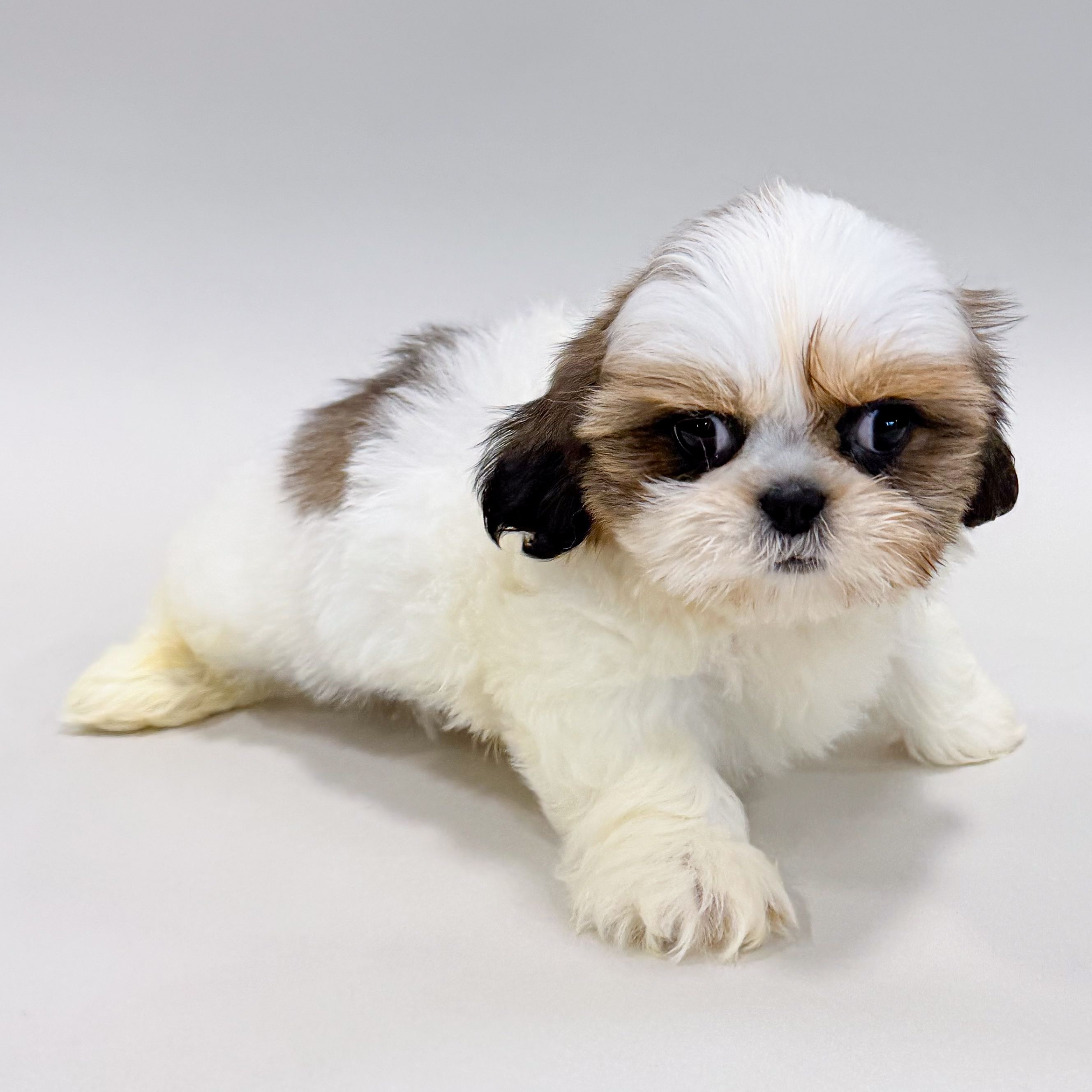 Simba photo 1