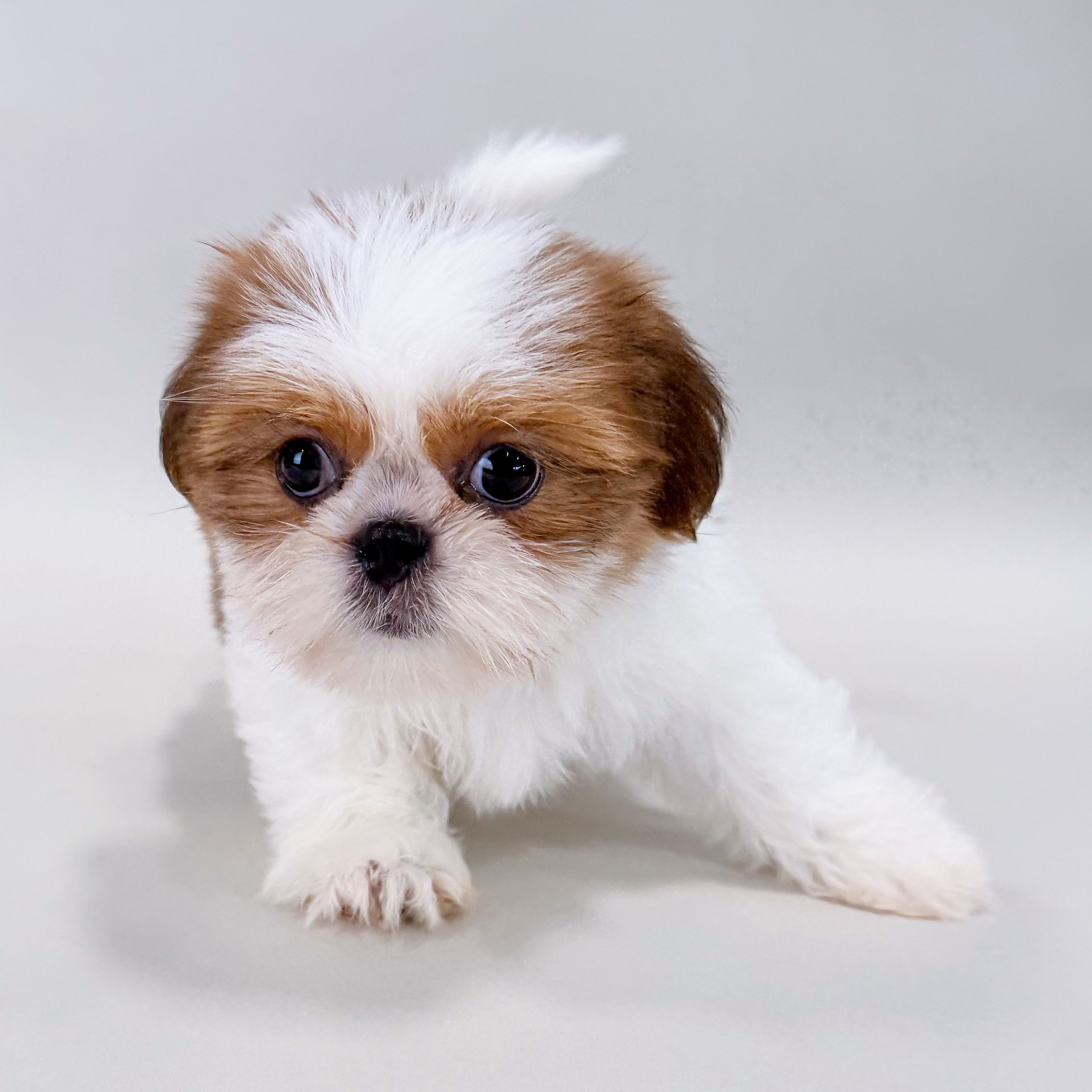 Poppy photo 1