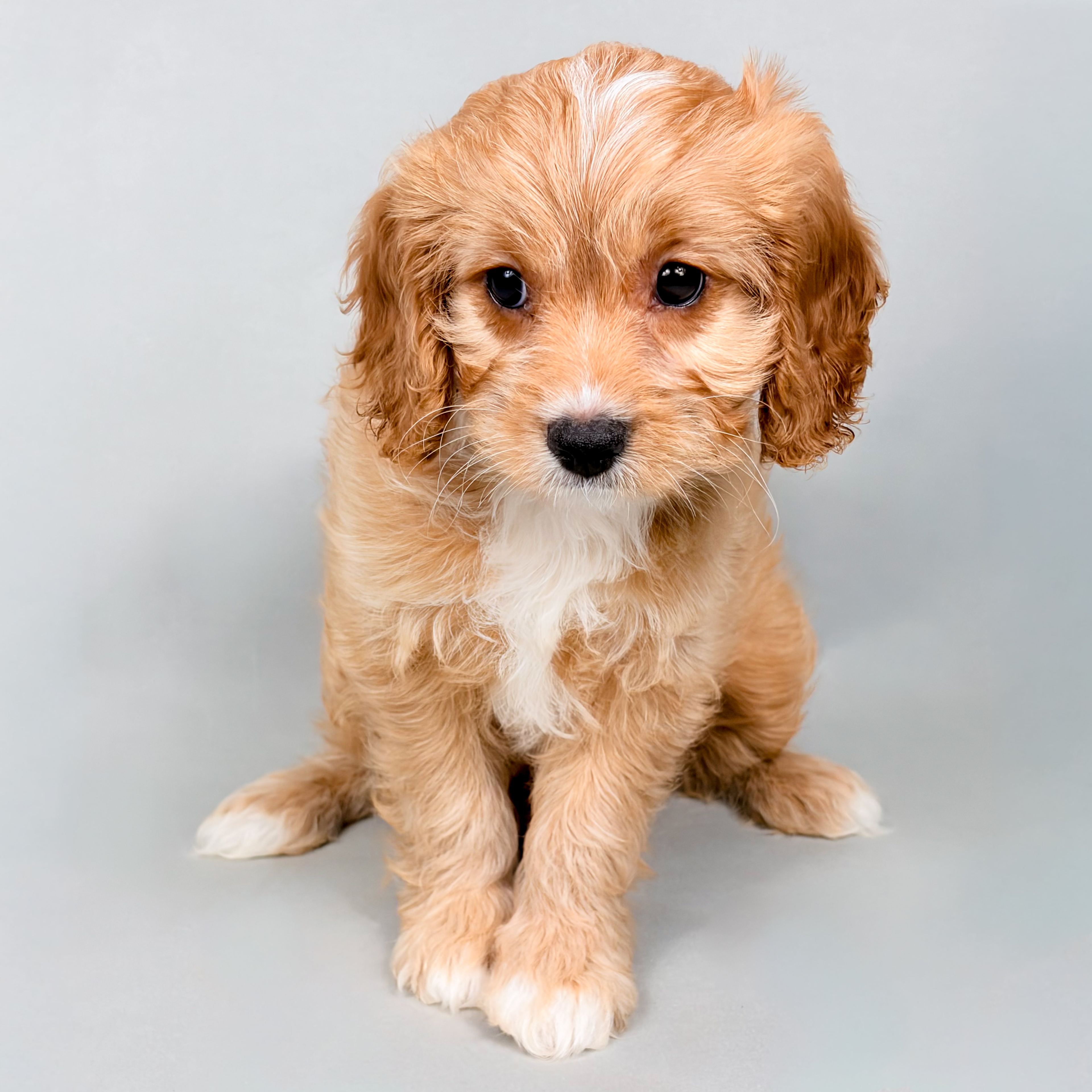 Jasmine the Cavapoo puppy