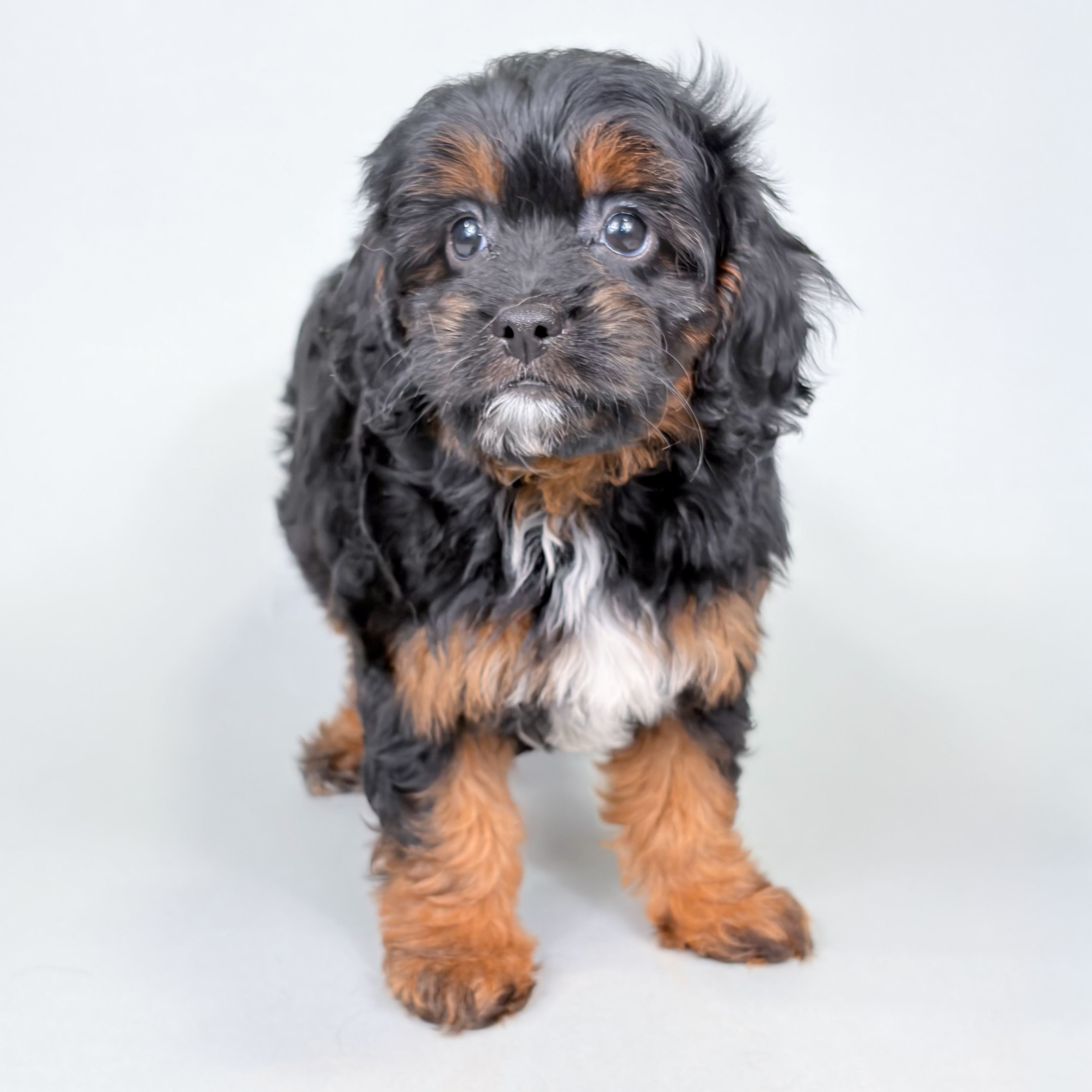 Alyssa the Cavapoo puppy