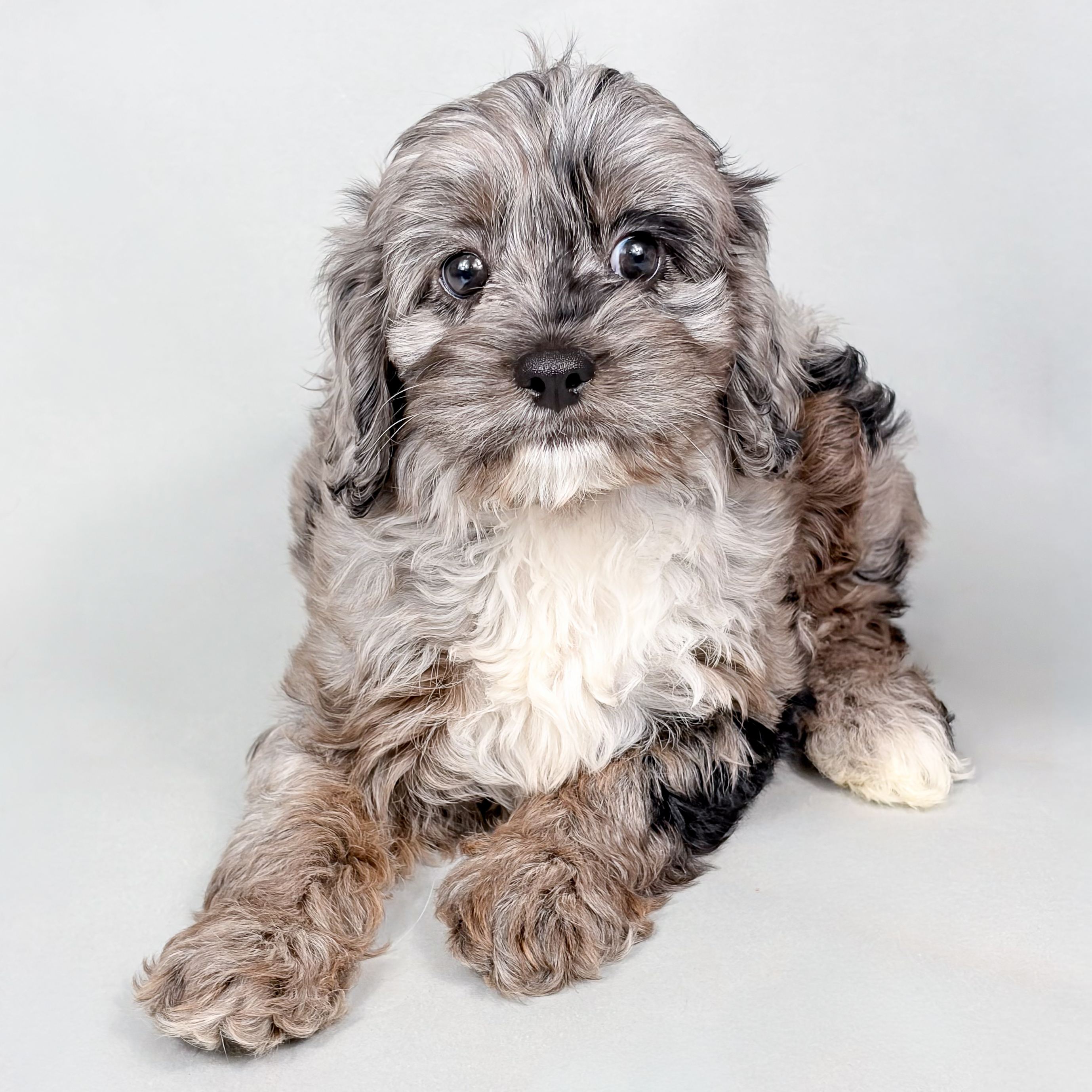 Anna the Cavapoo puppy