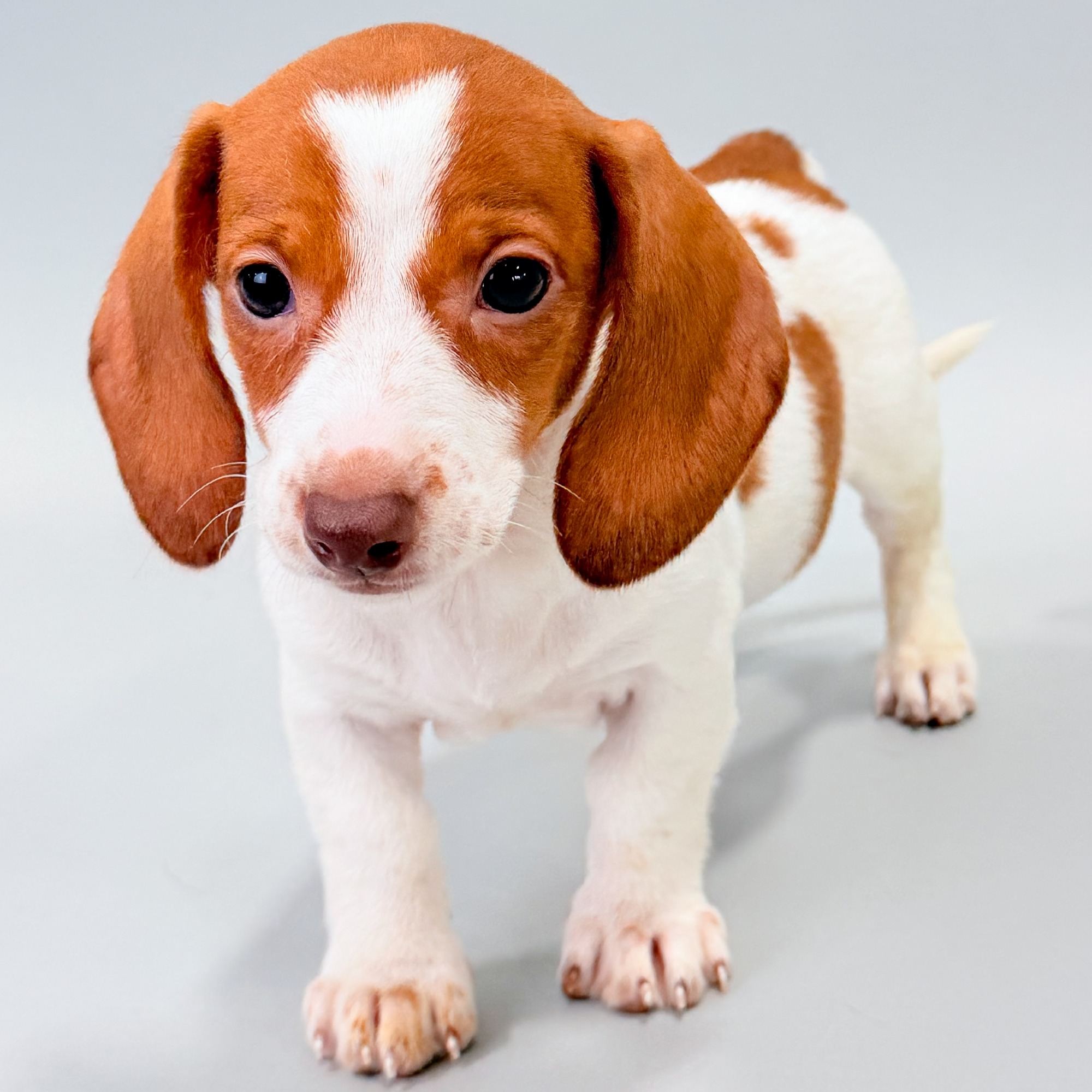 Kiwi puppy