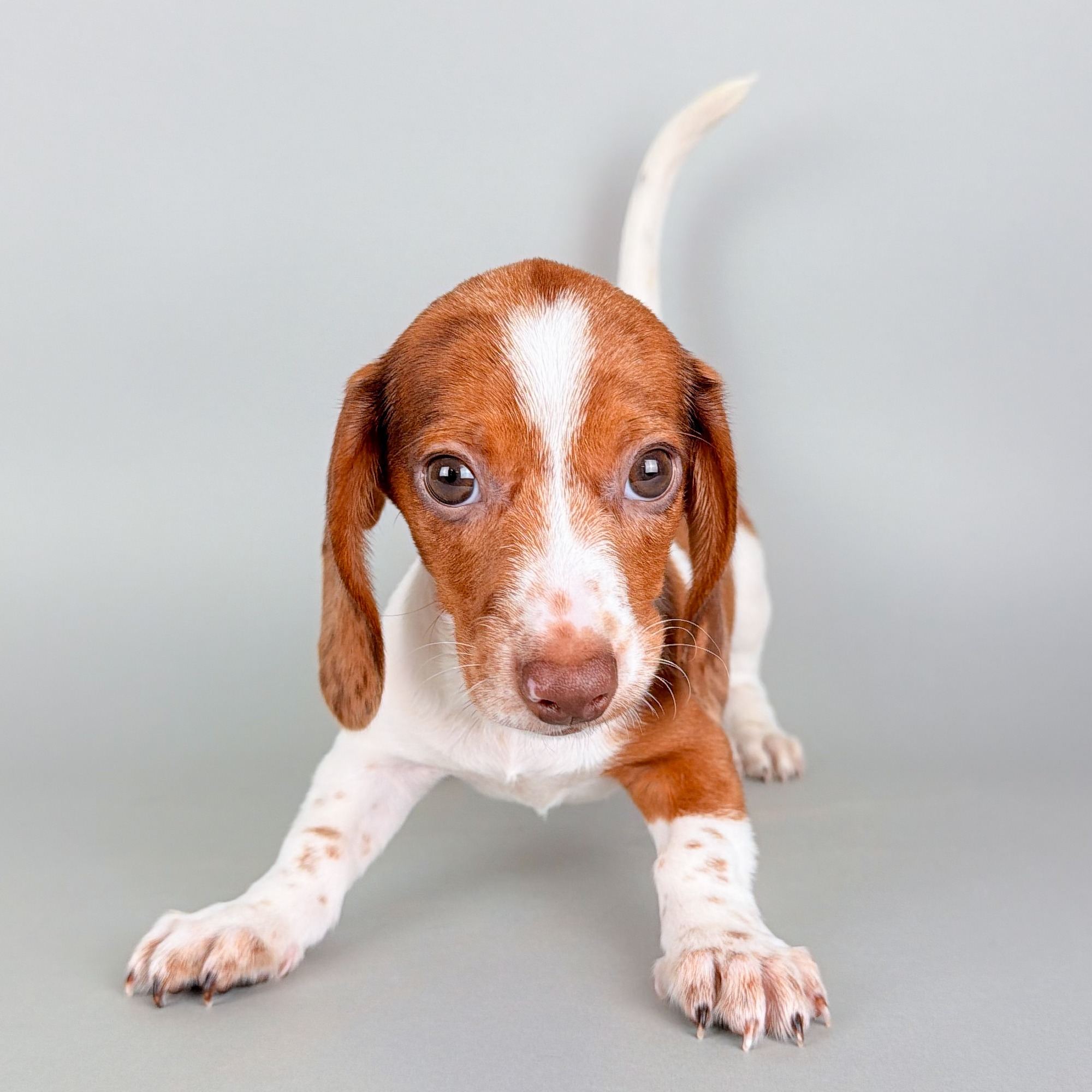 Trapper the Mini Dachshund puppy
