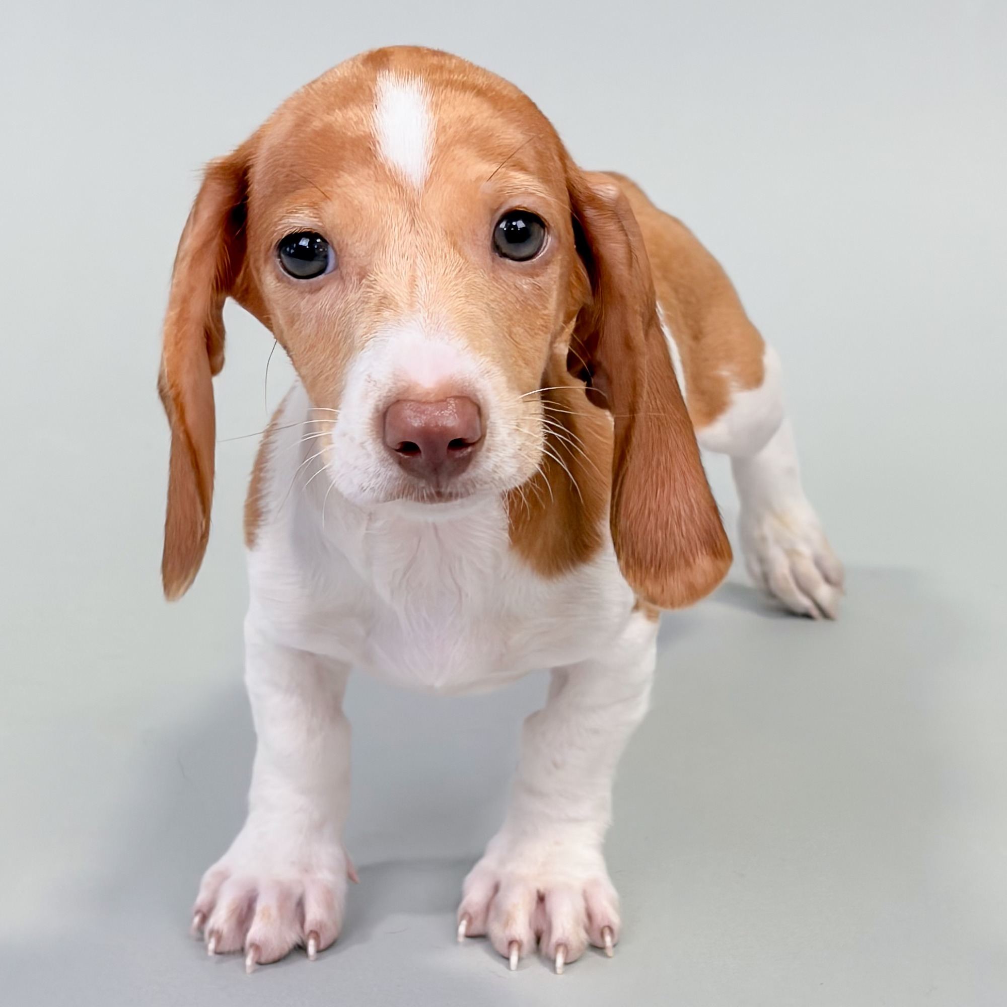 Archie puppy