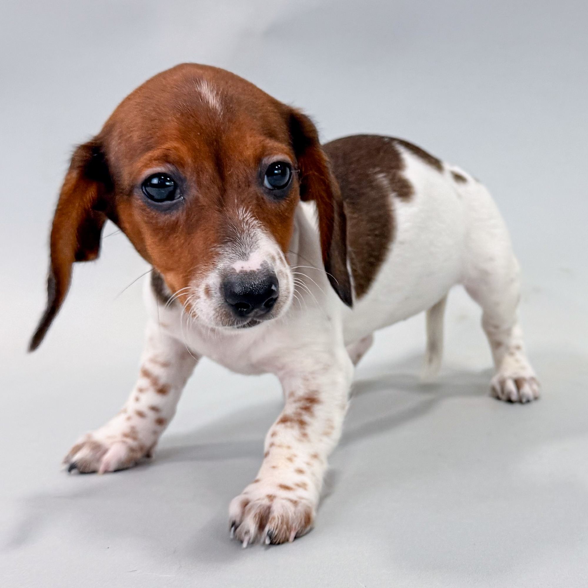 Murphy the Mini Dachshund puppy
