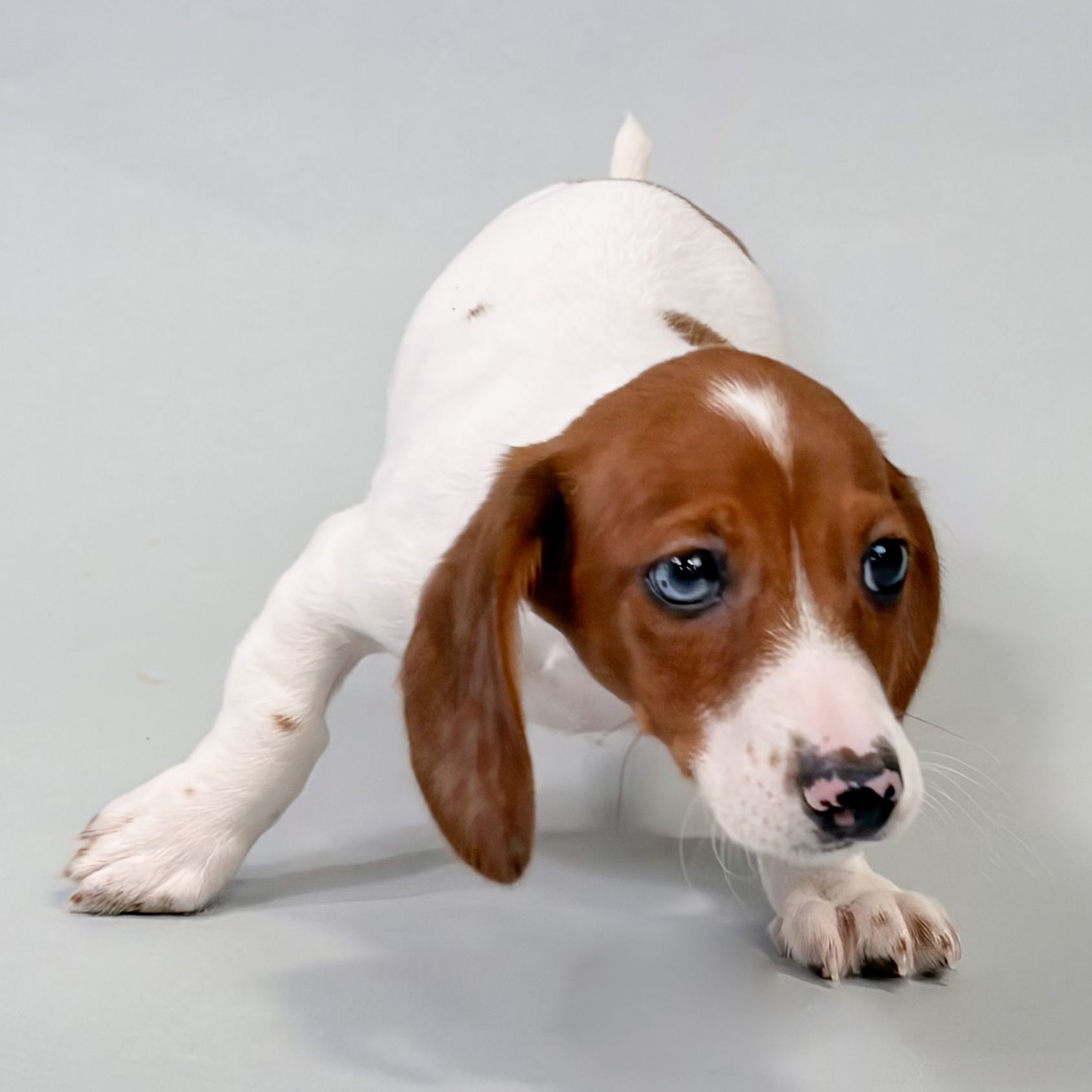Wilbur the Mini Dachshund puppy