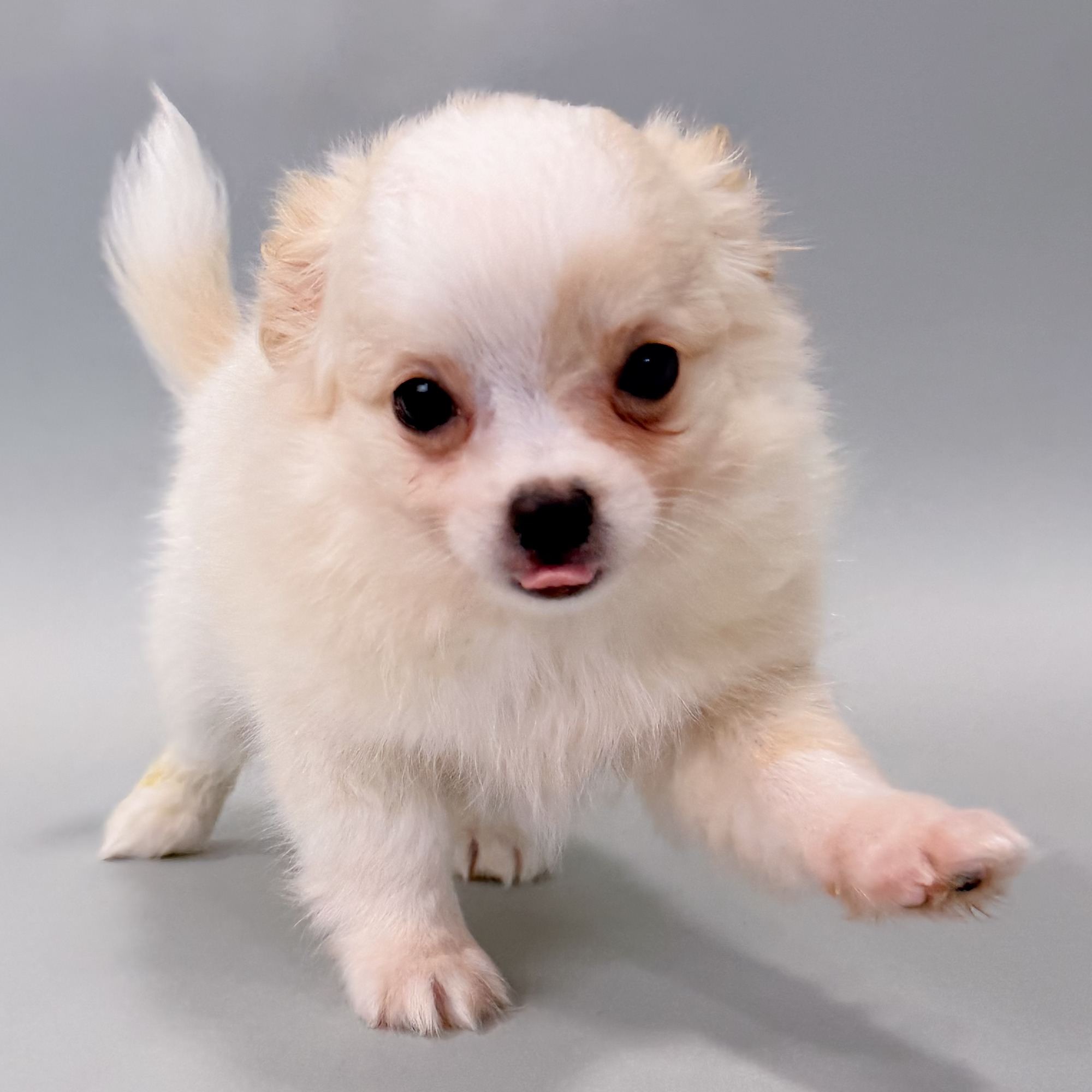 Tiller the Chihuahua puppy