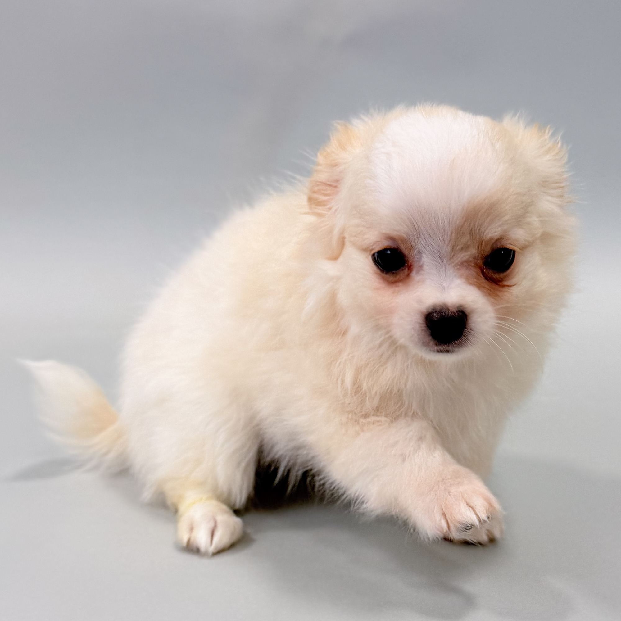 Tiller the Chihuahua puppy