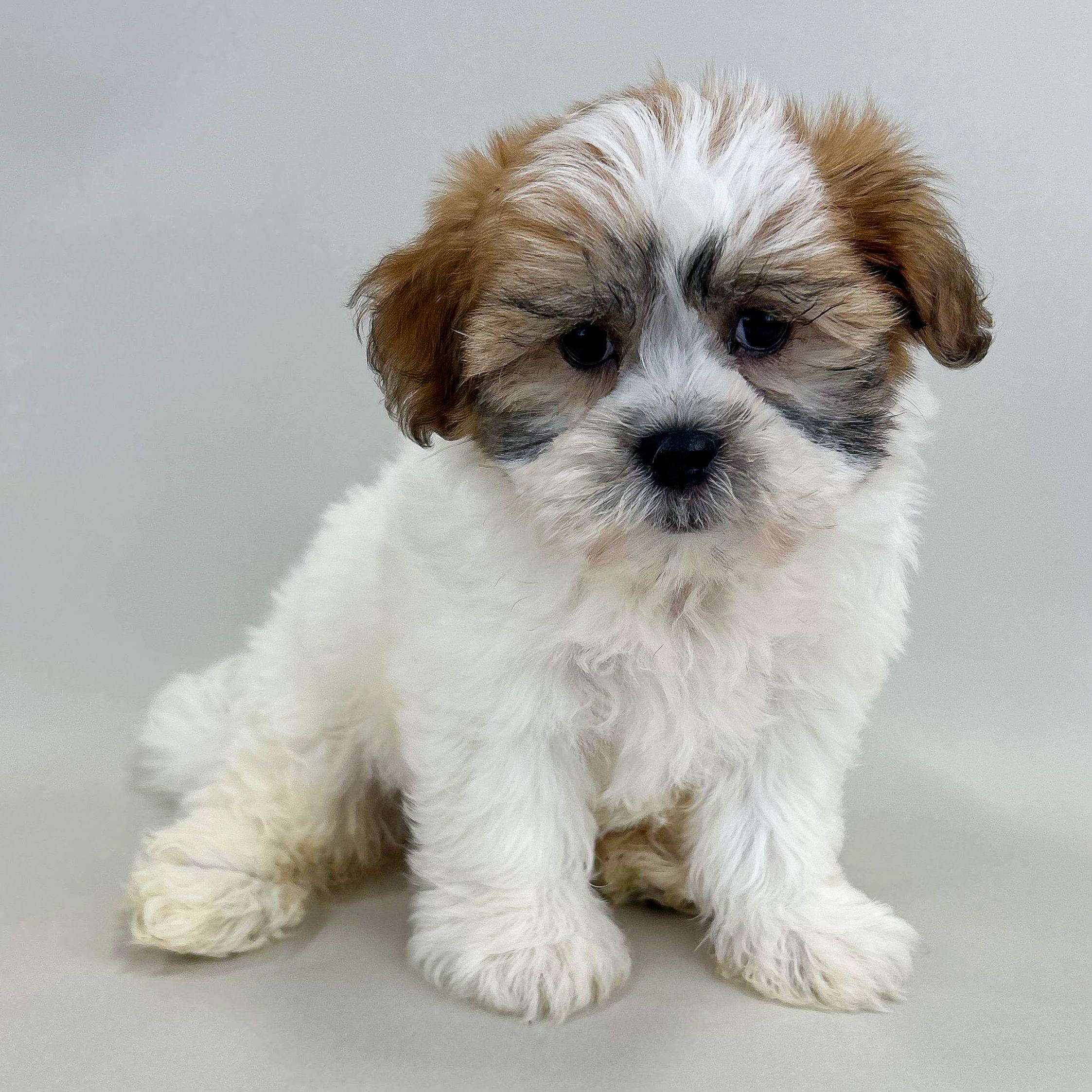 Maxwell photo 1