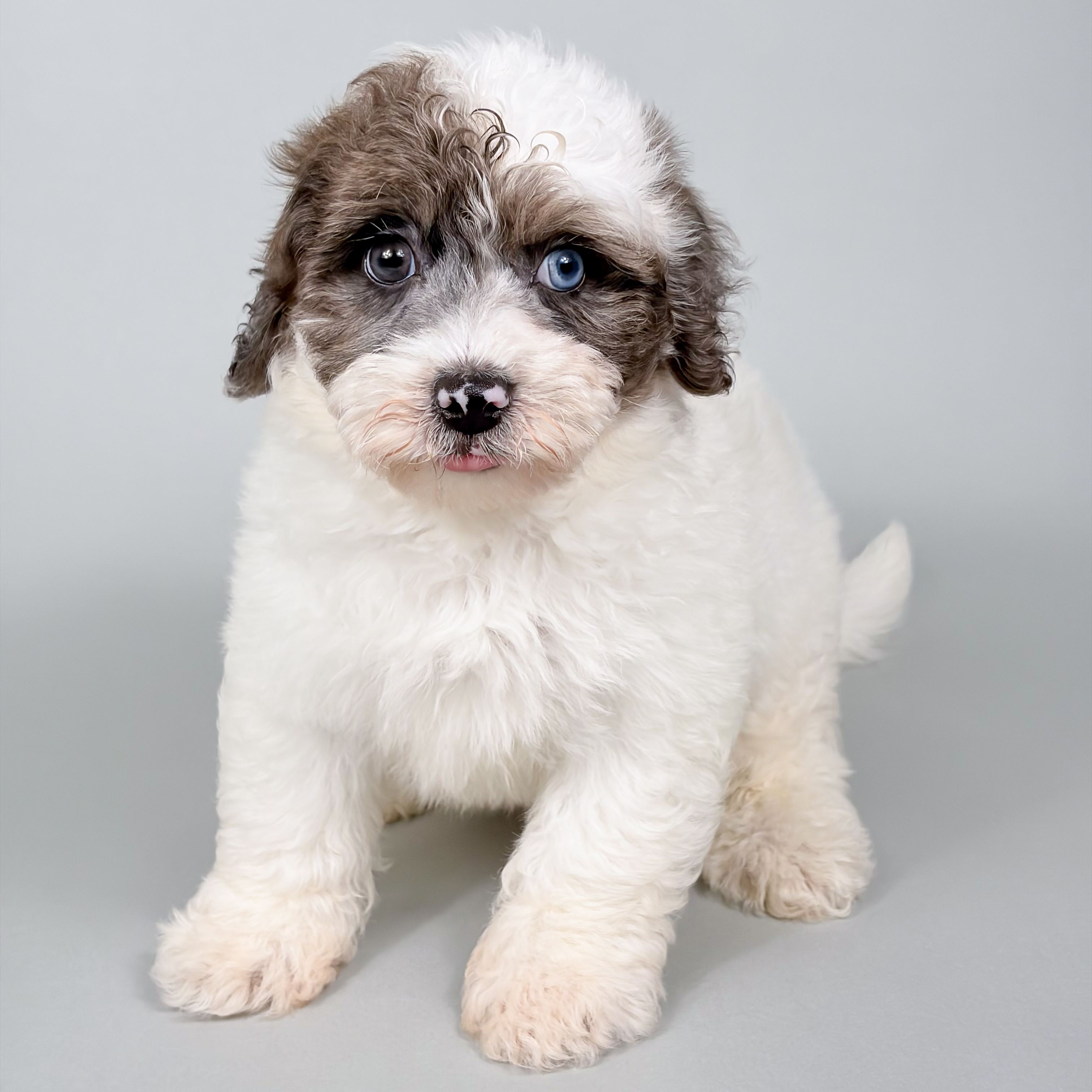 Ezra the Bichonpoo puppy