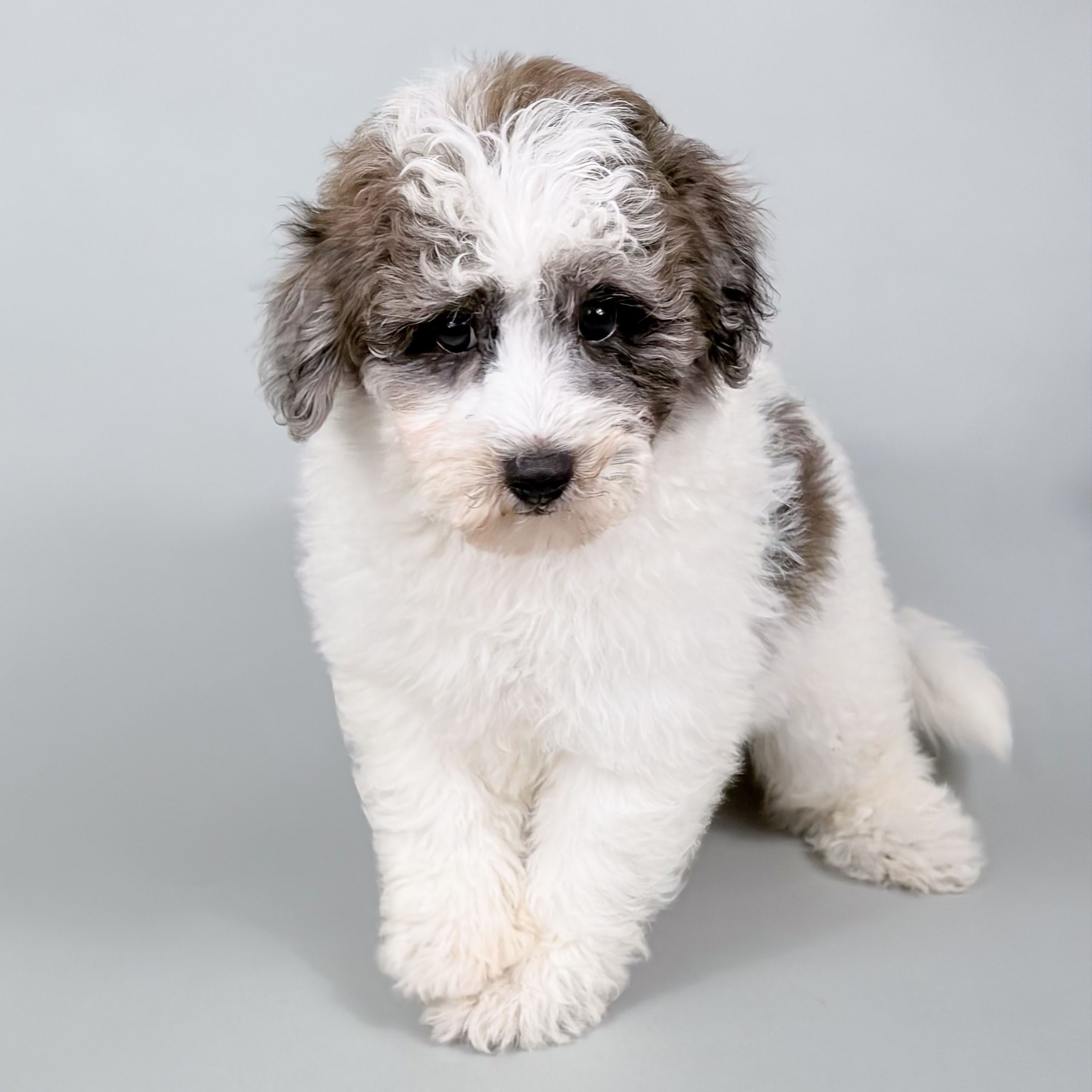 Scrappy the Bichonpoo puppy