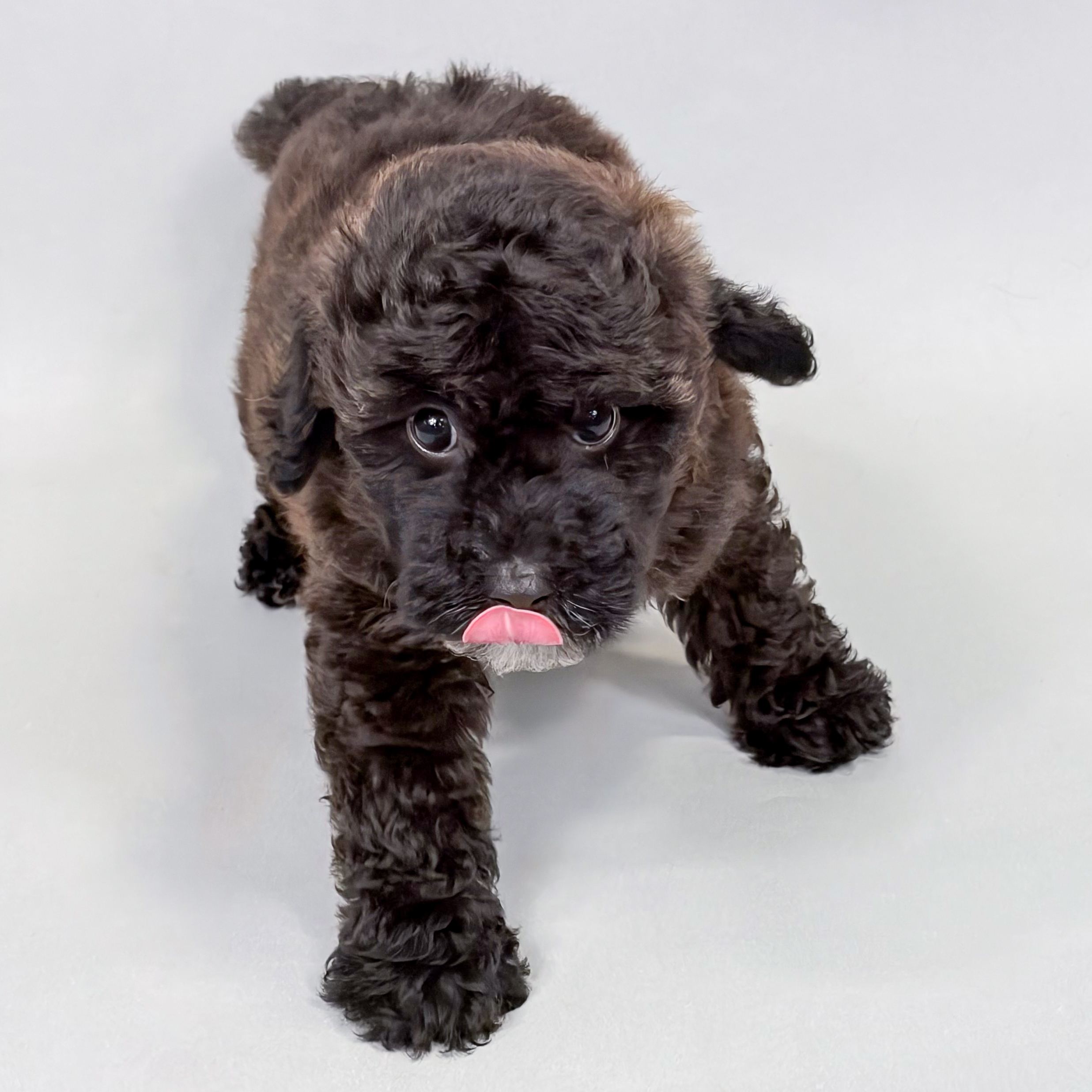 Romeo the Bichonpoo puppy