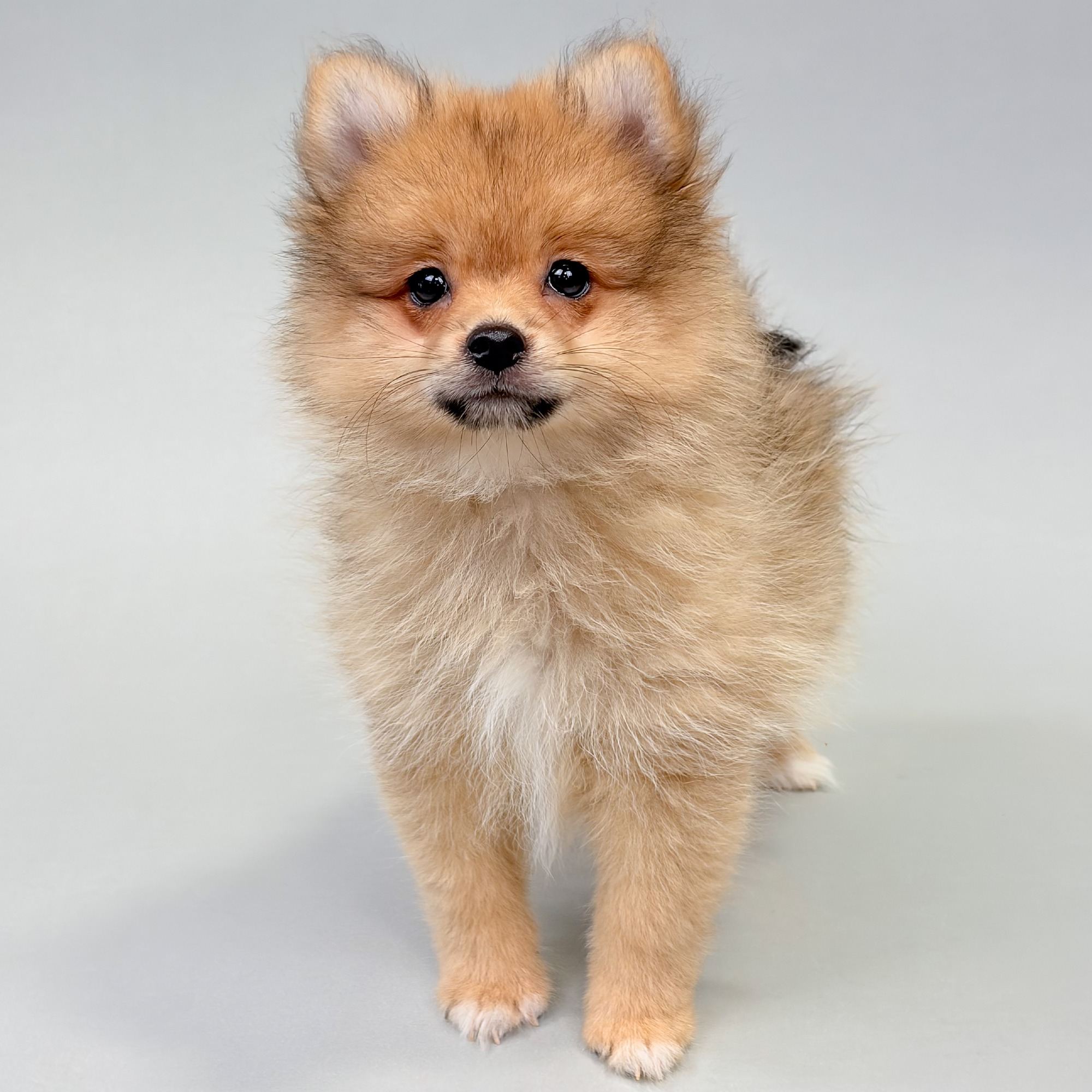 Inari the Pomeranian puppy