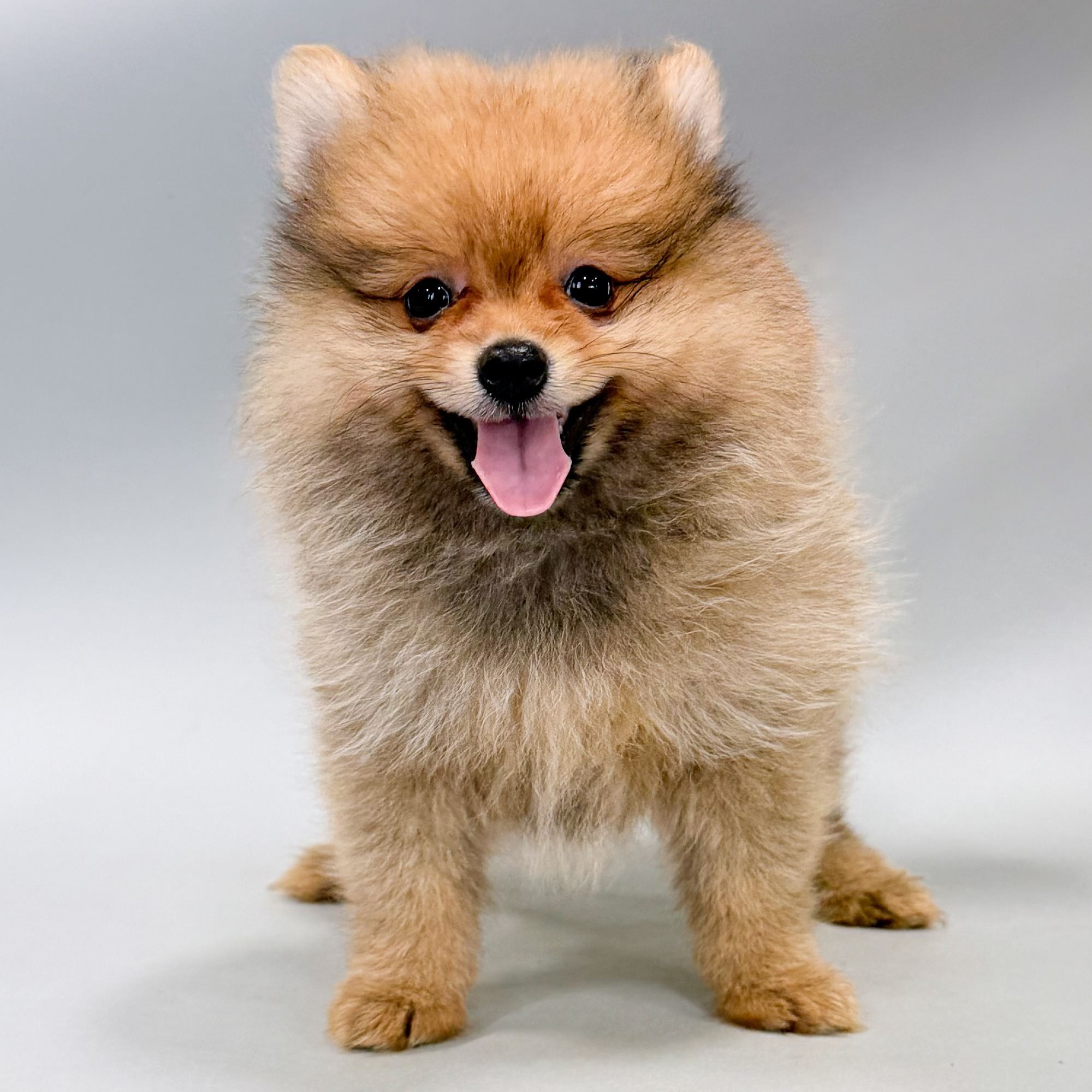 AJ the Pomeranian puppy