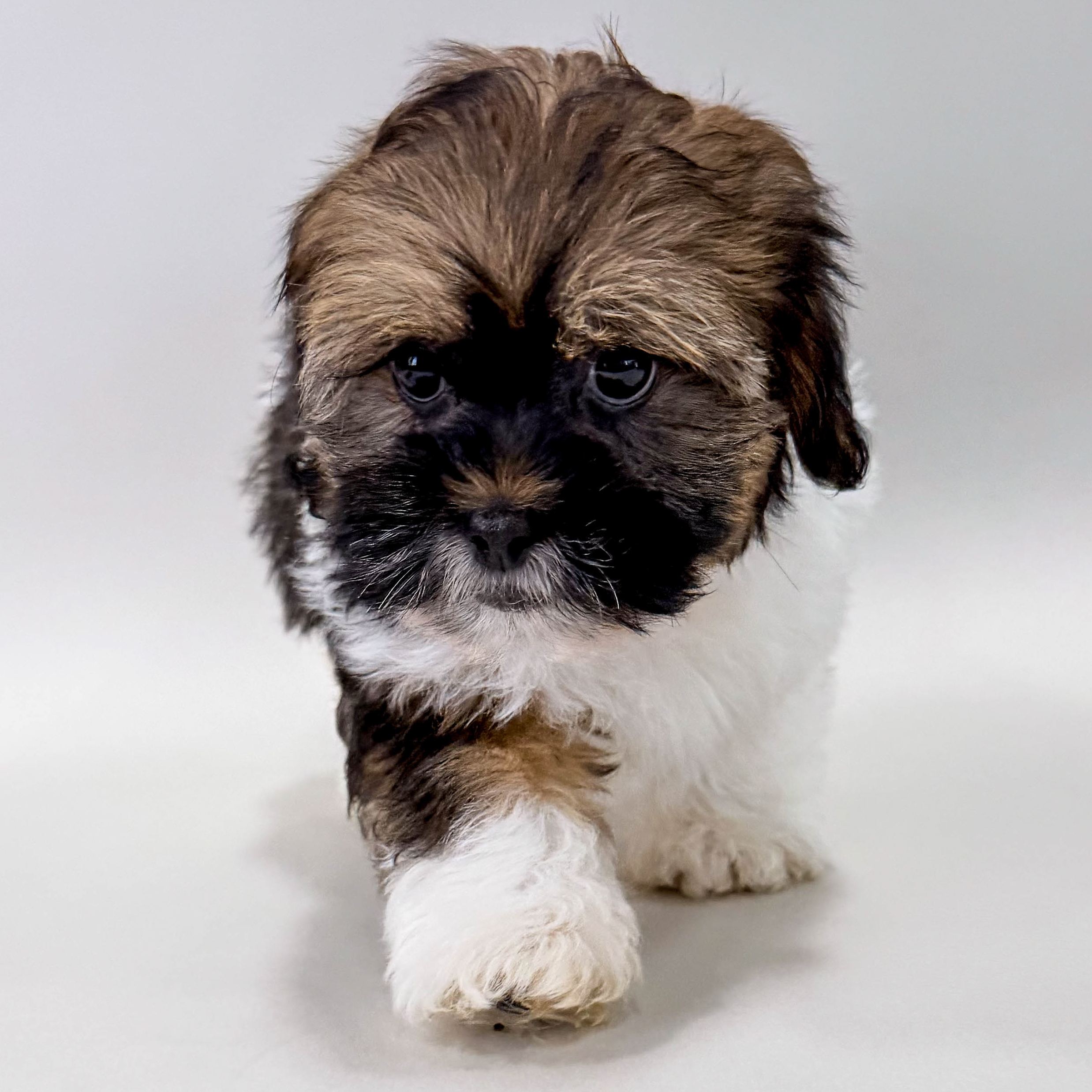 Baxter the Shihpoo puppy