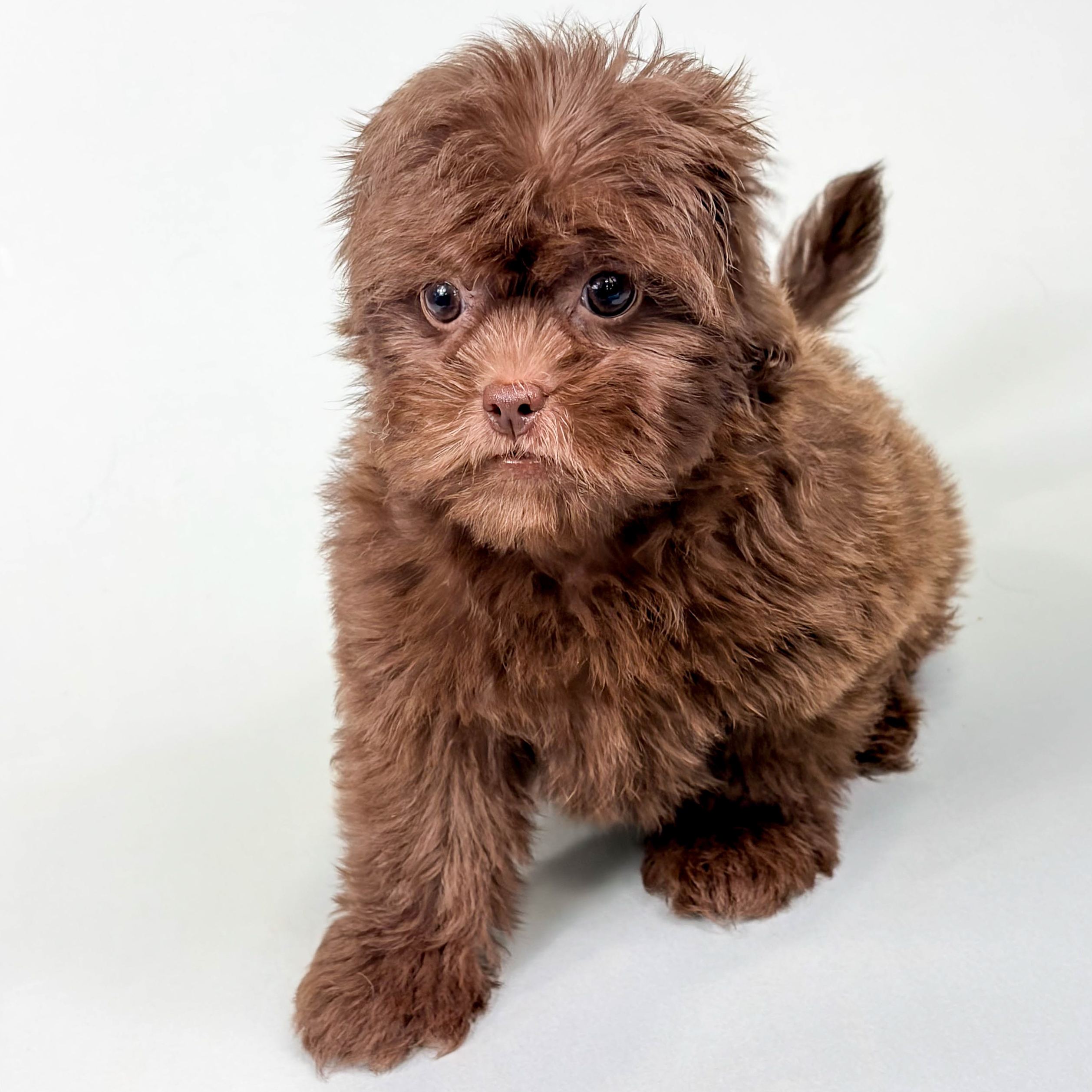 Karma the Shihpoo puppy