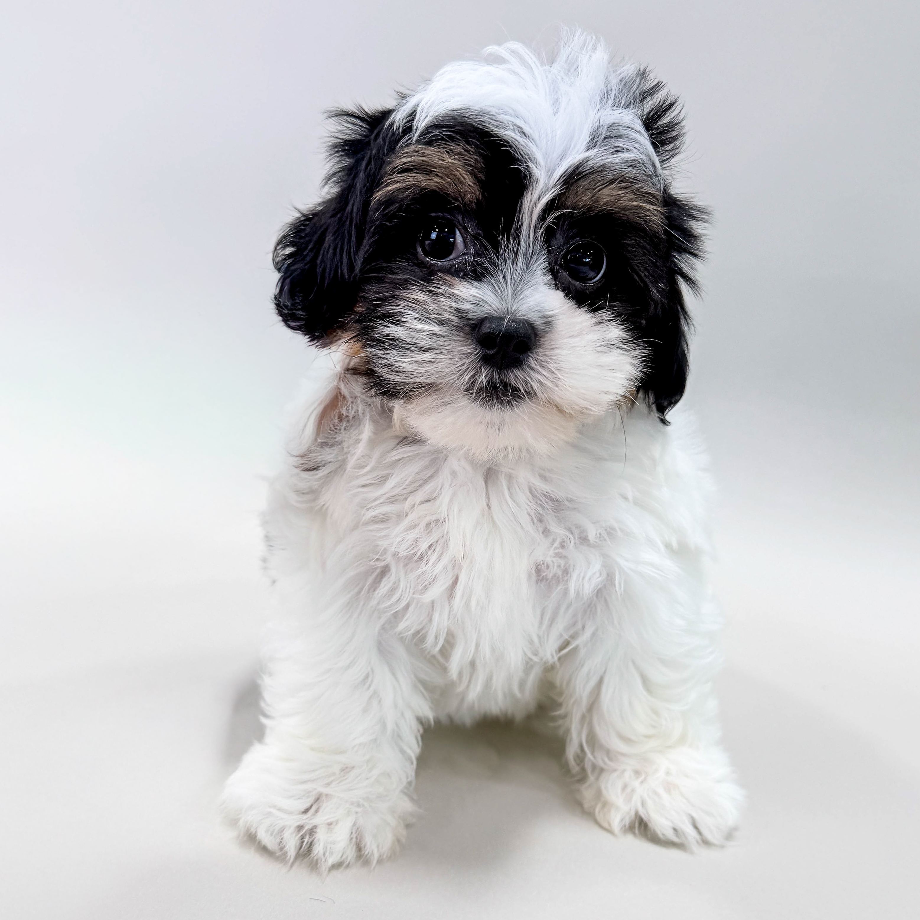 Dottie photo 1