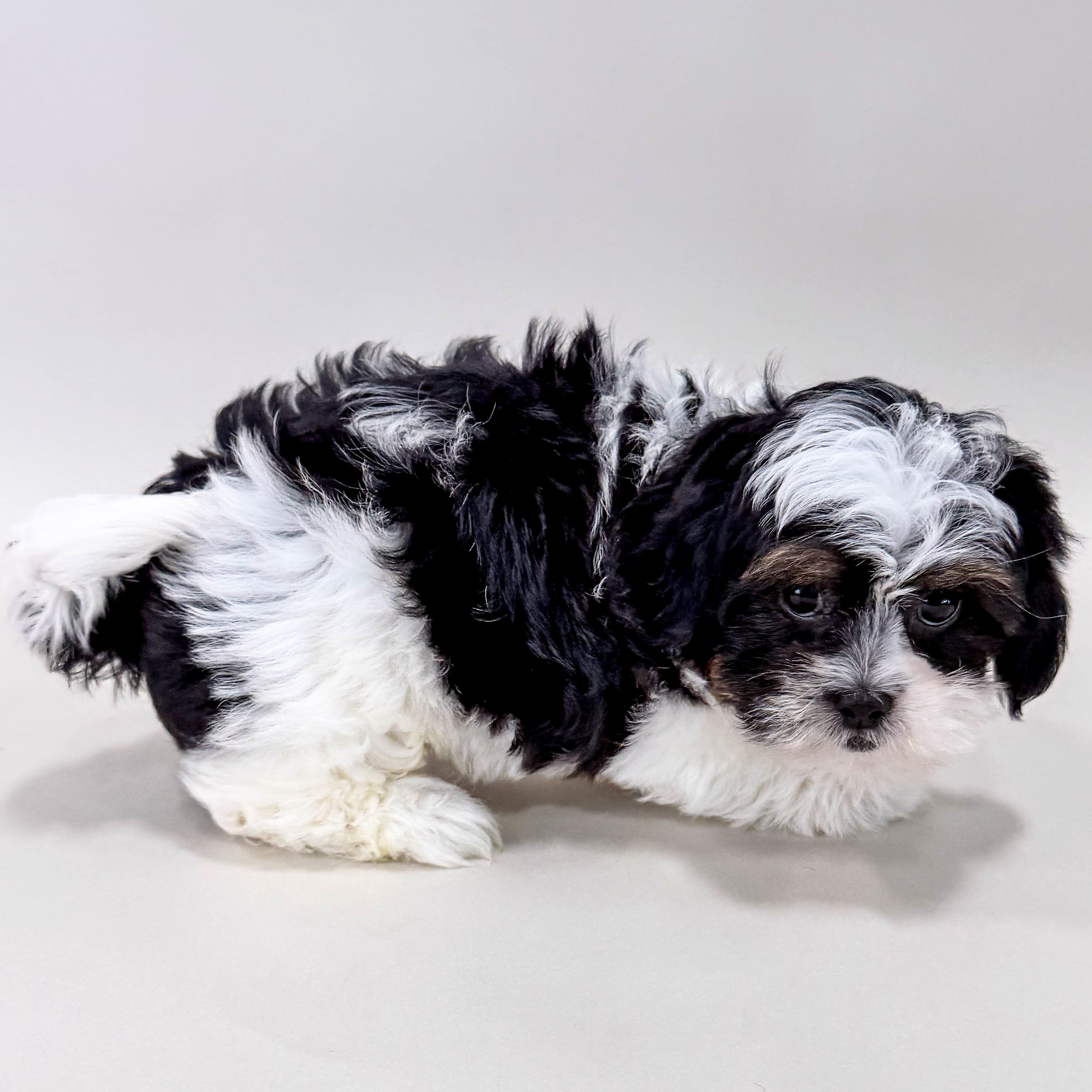 Dottie thumbnail 2