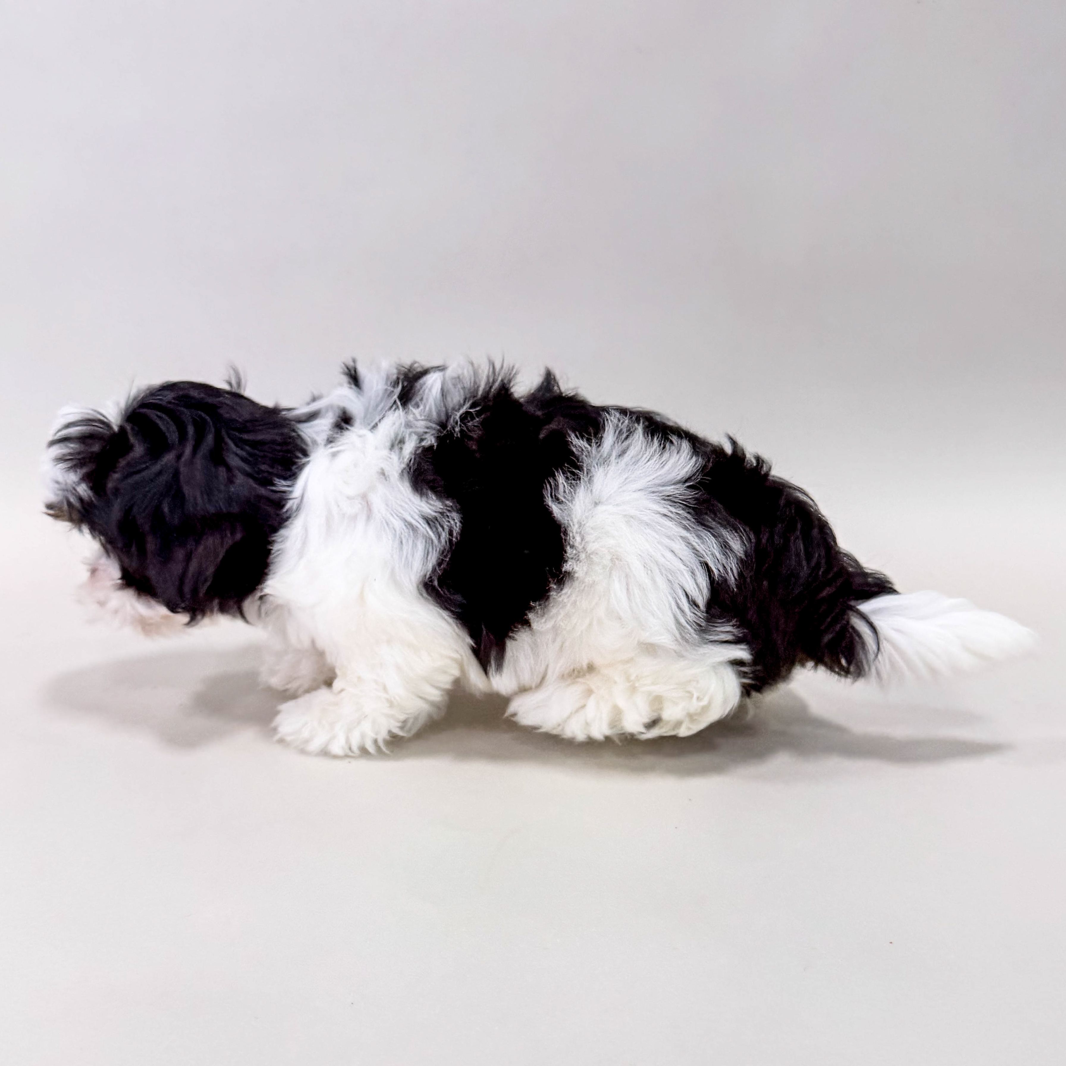 Dottie thumbnail 3
