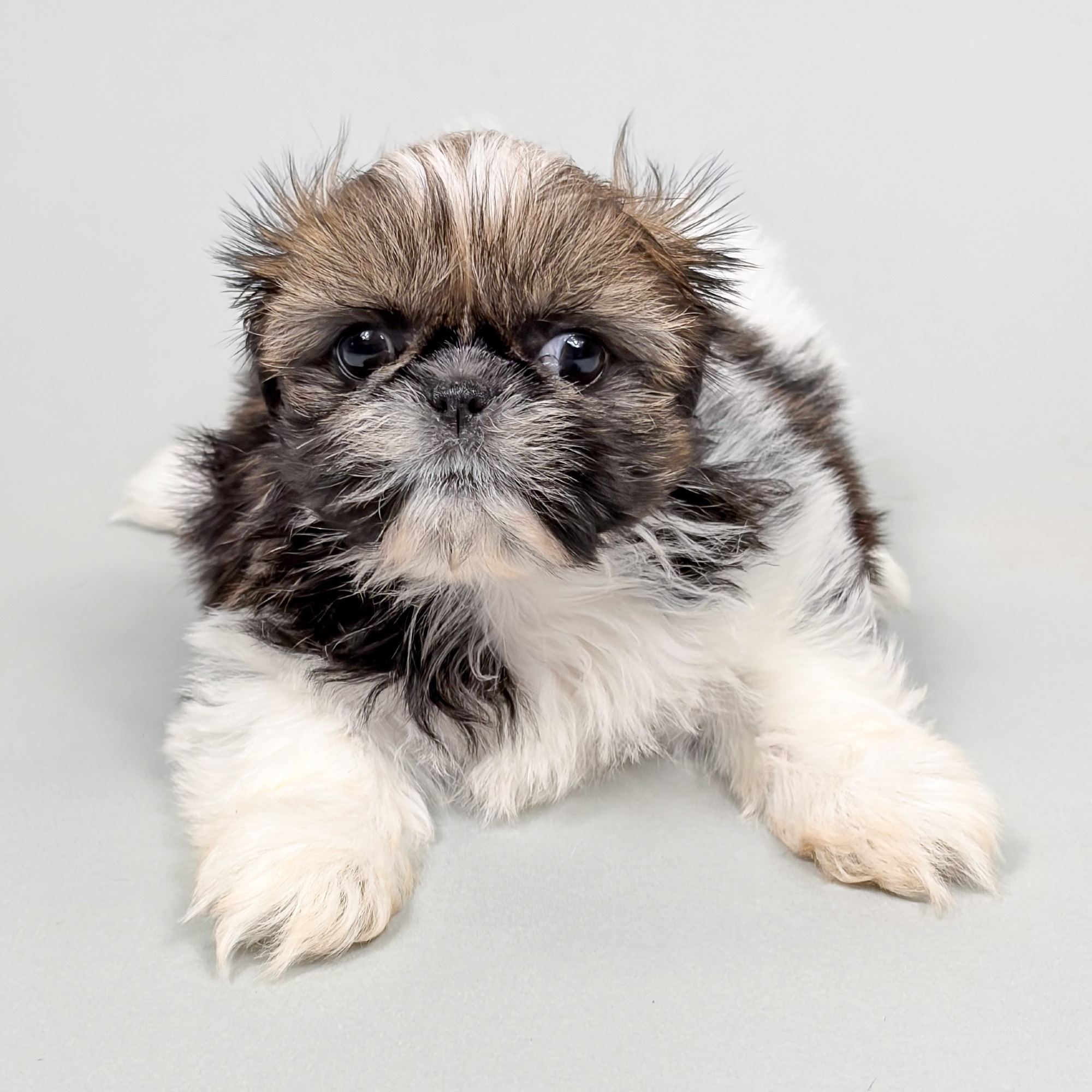 Marley the Shih Tzu puppy