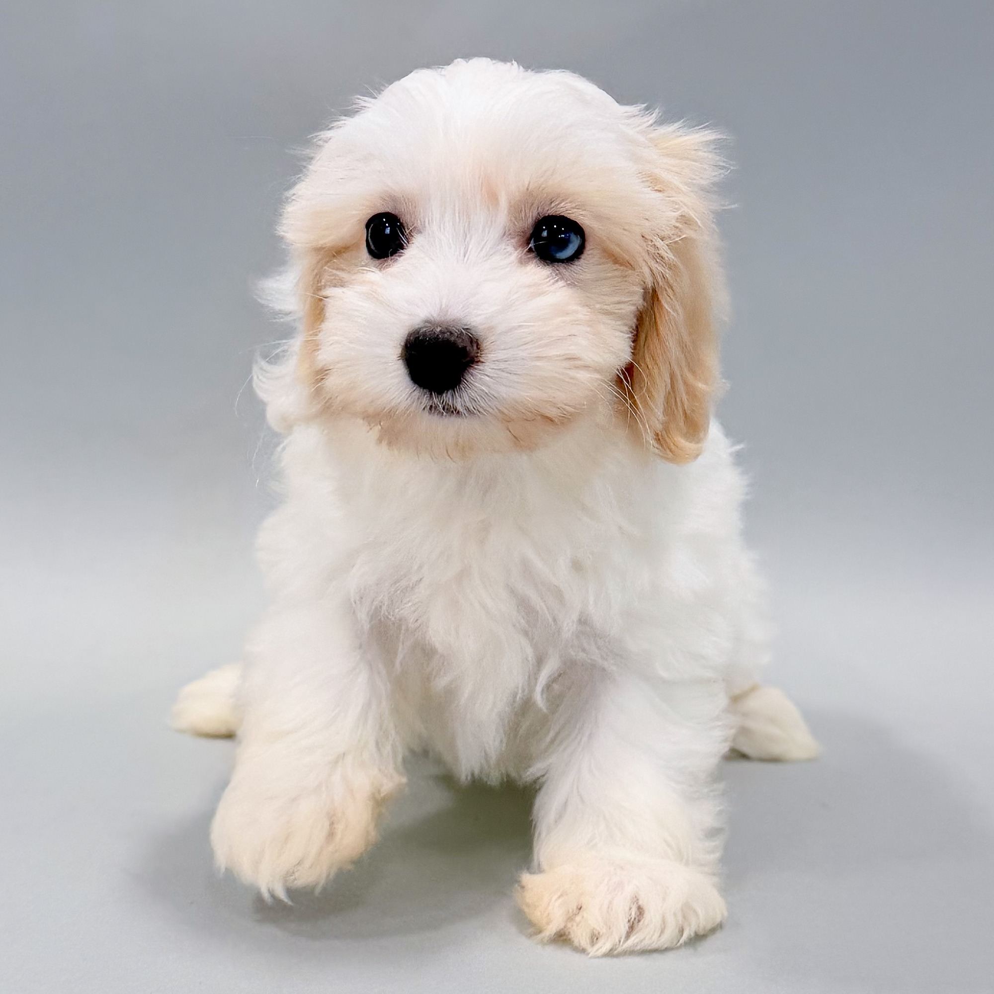 Navi the Maltipoo puppy