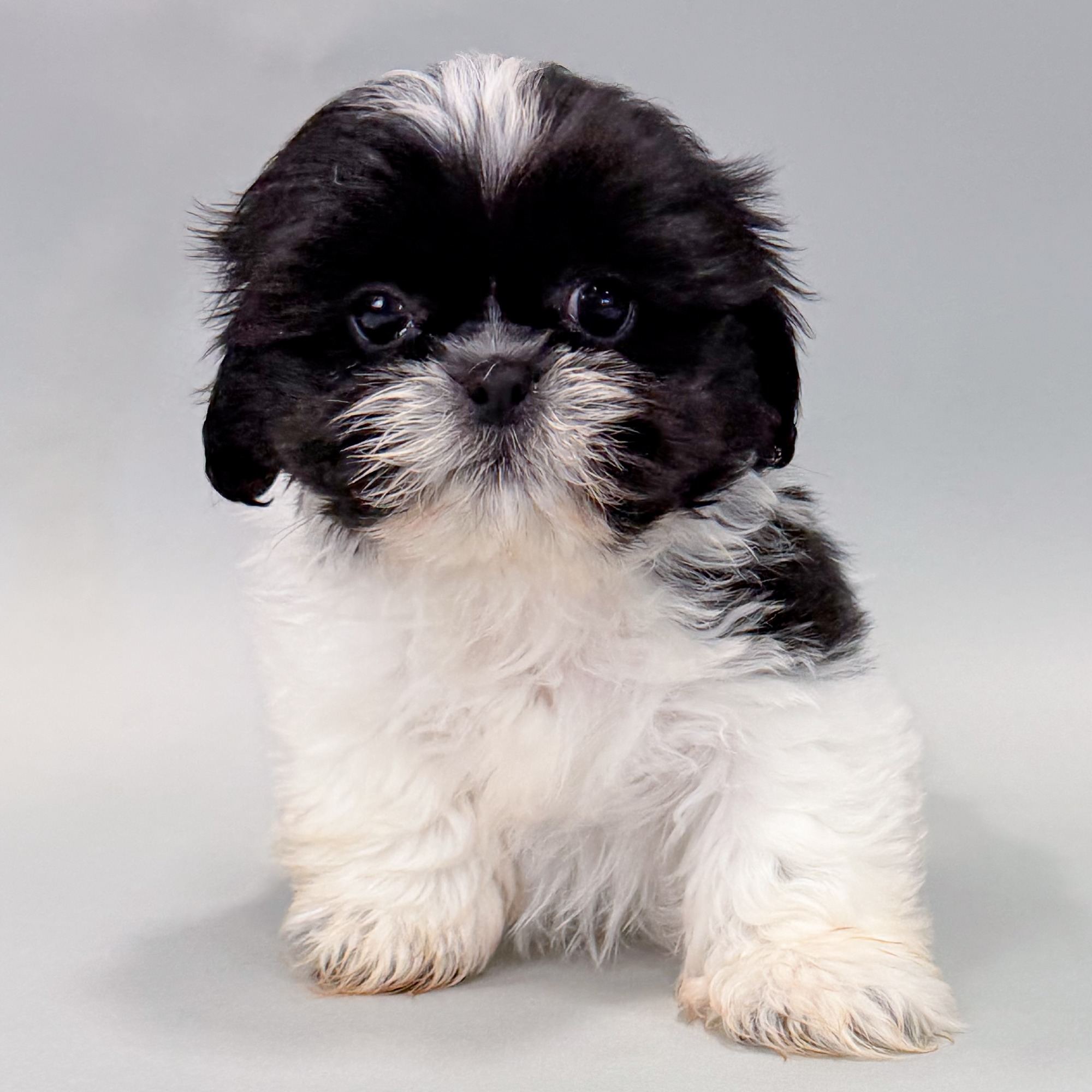 Bronson the Shih Tzu puppy