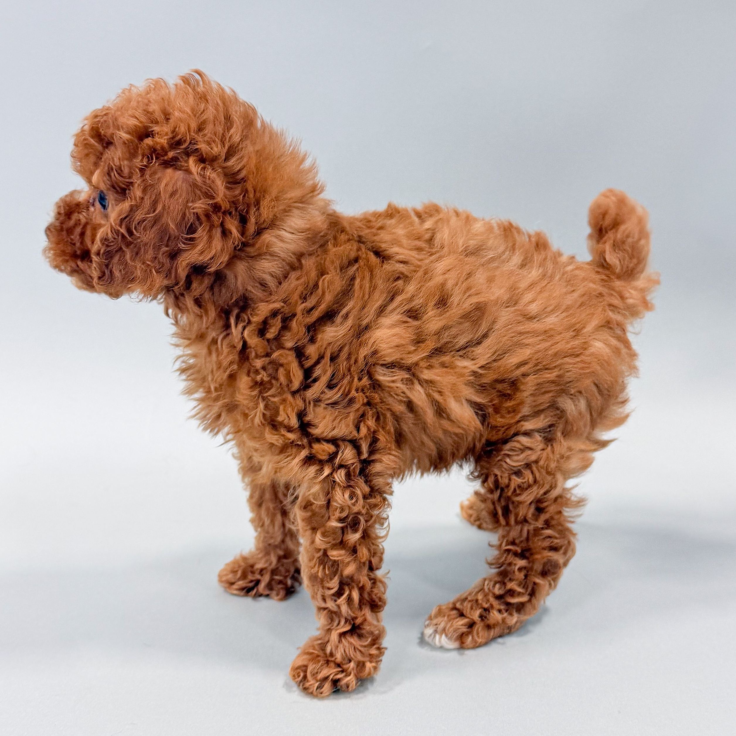 Rupert thumbnail 2