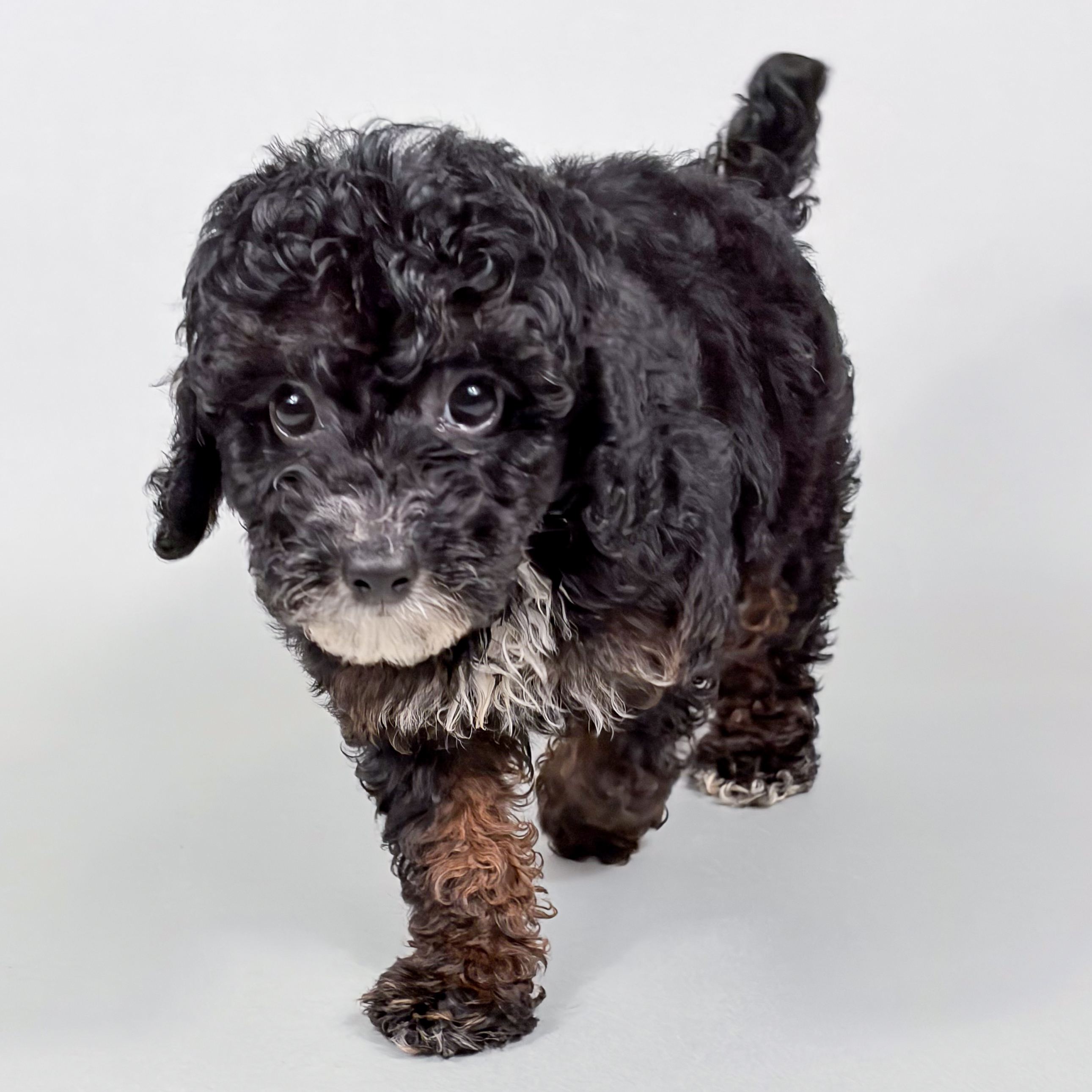 Colin the Mini Poodle puppy