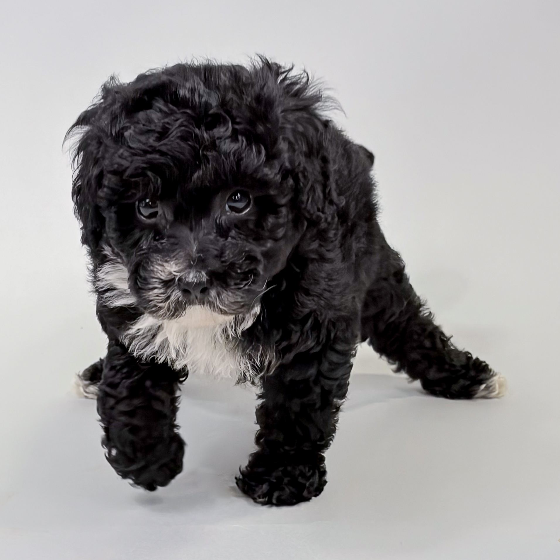 Harrietta the Mini Poodle puppy