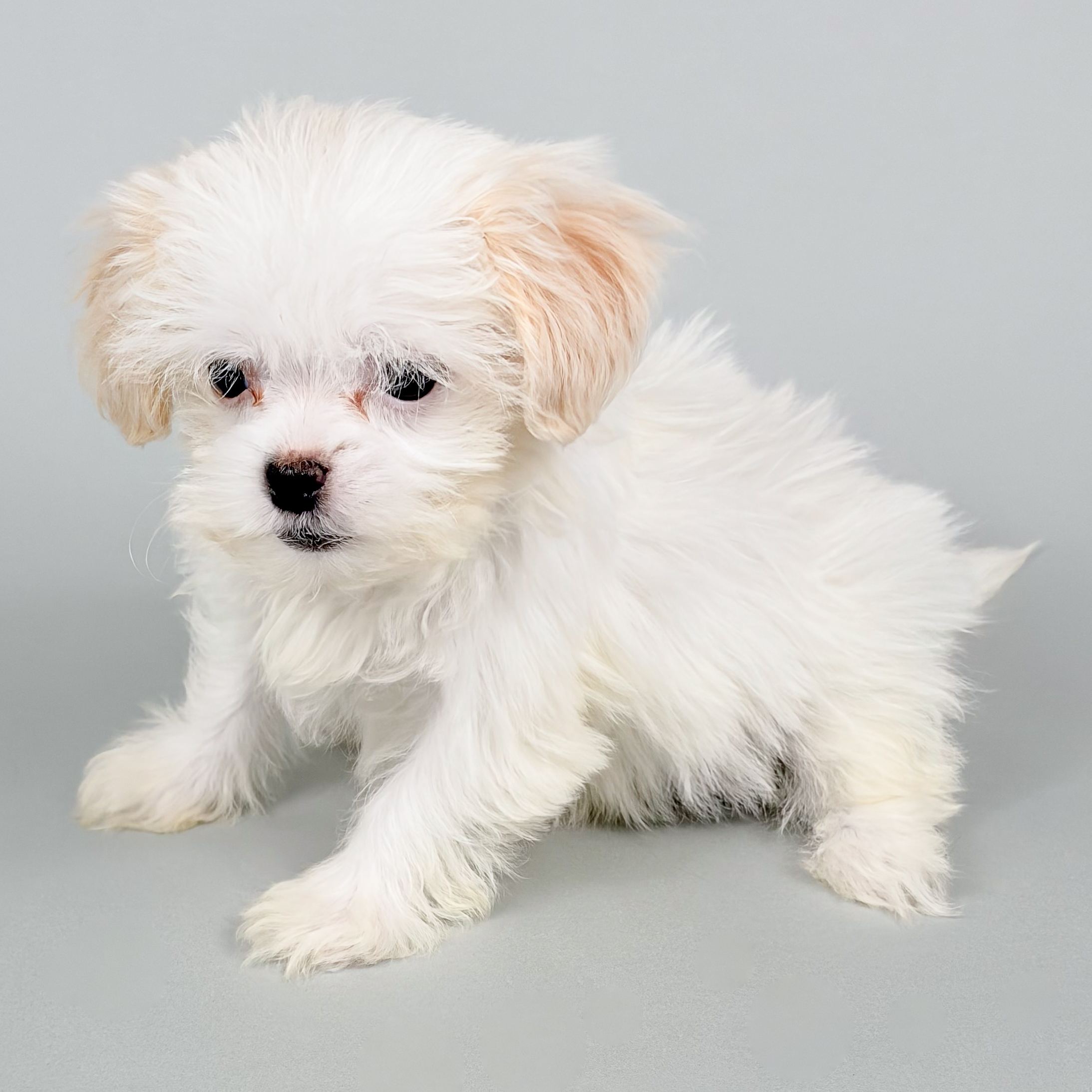 Zara the Shihpoo puppy