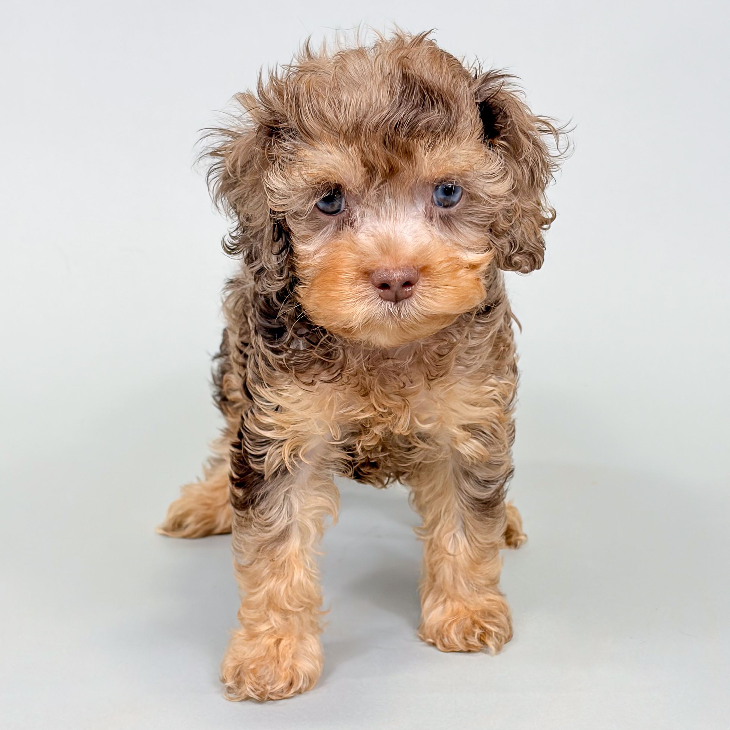 Lacy the Cockapoo puppy