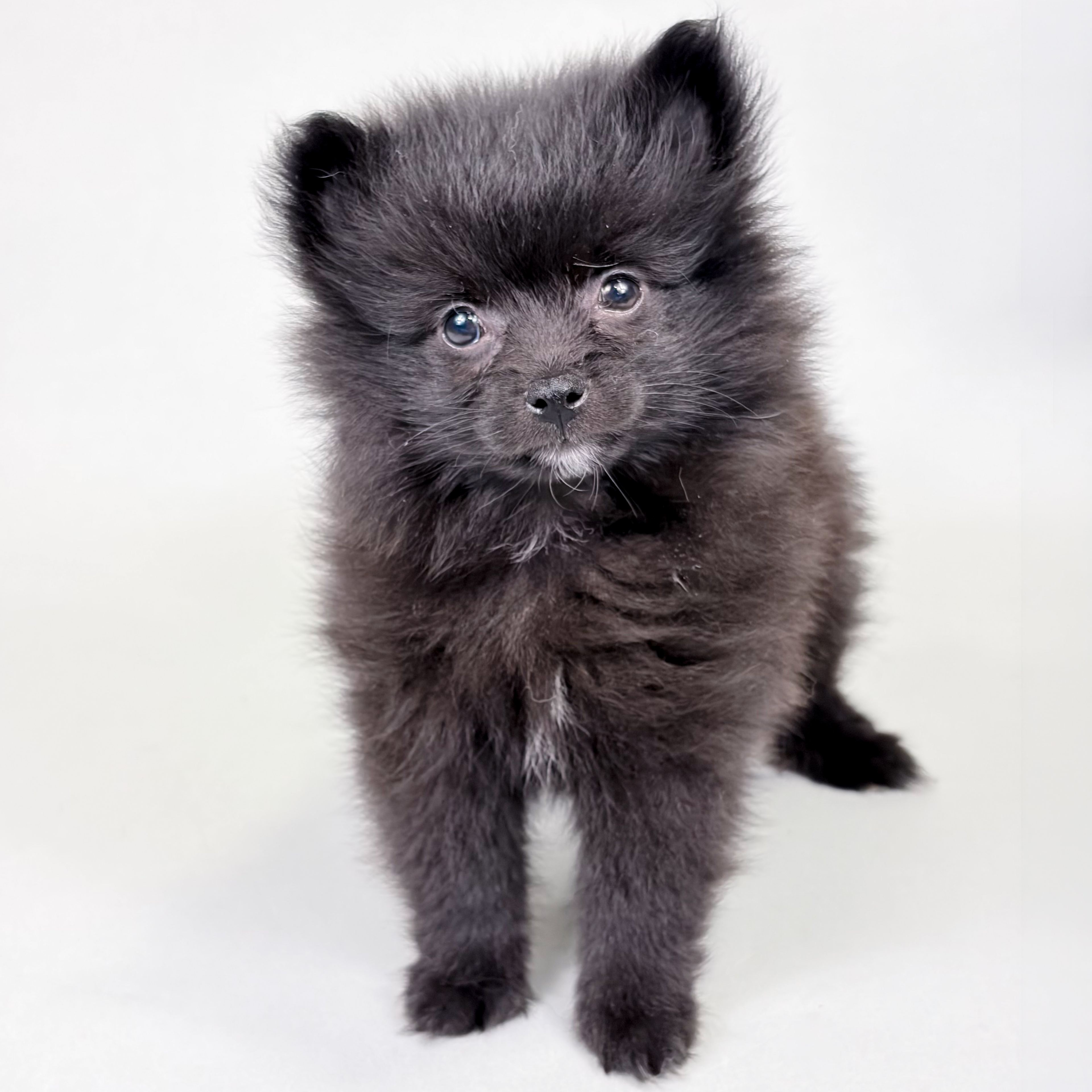 Easton the Pomsky puppy