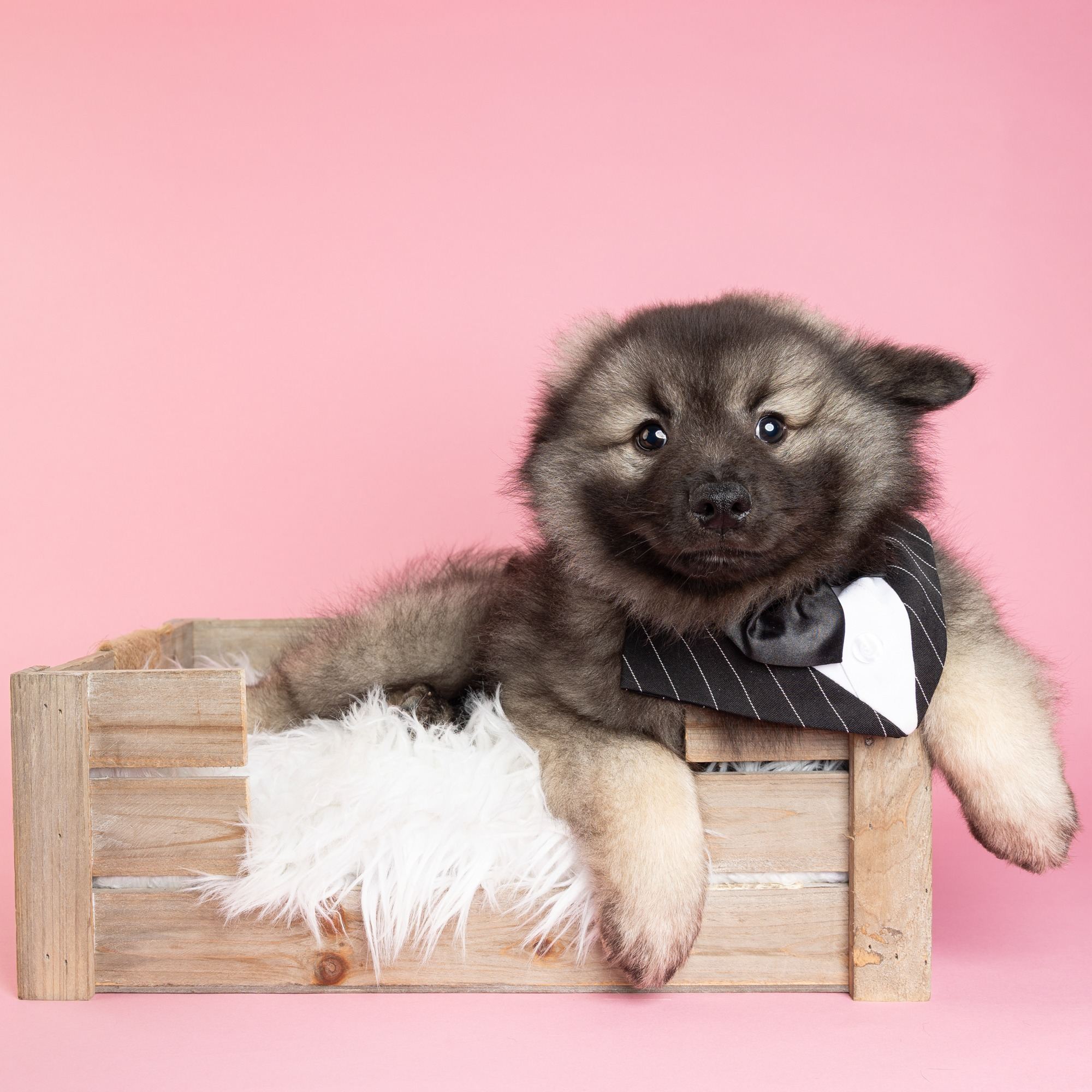 Rider the Keeshond puppy