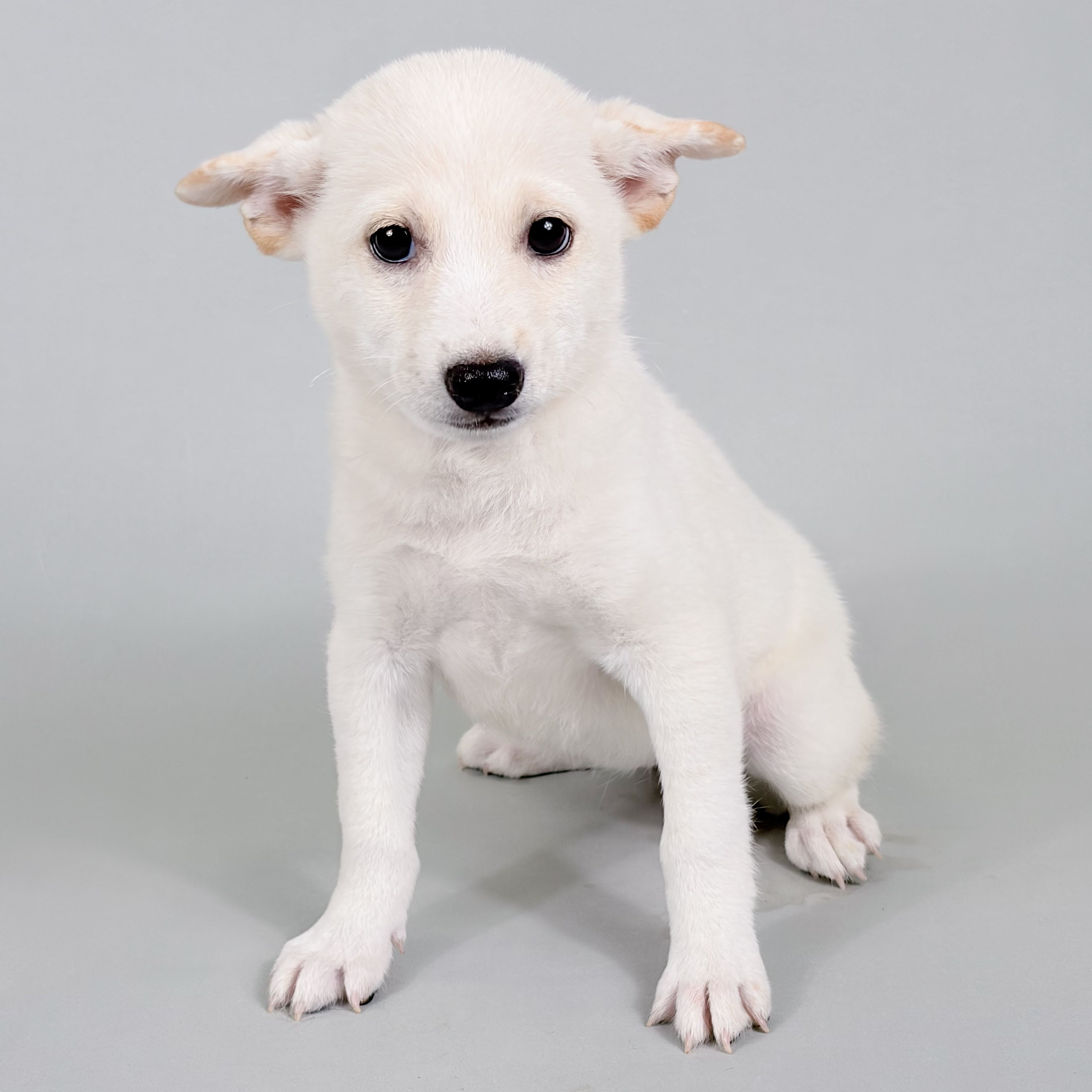 Zadie the Shiba Inu puppy