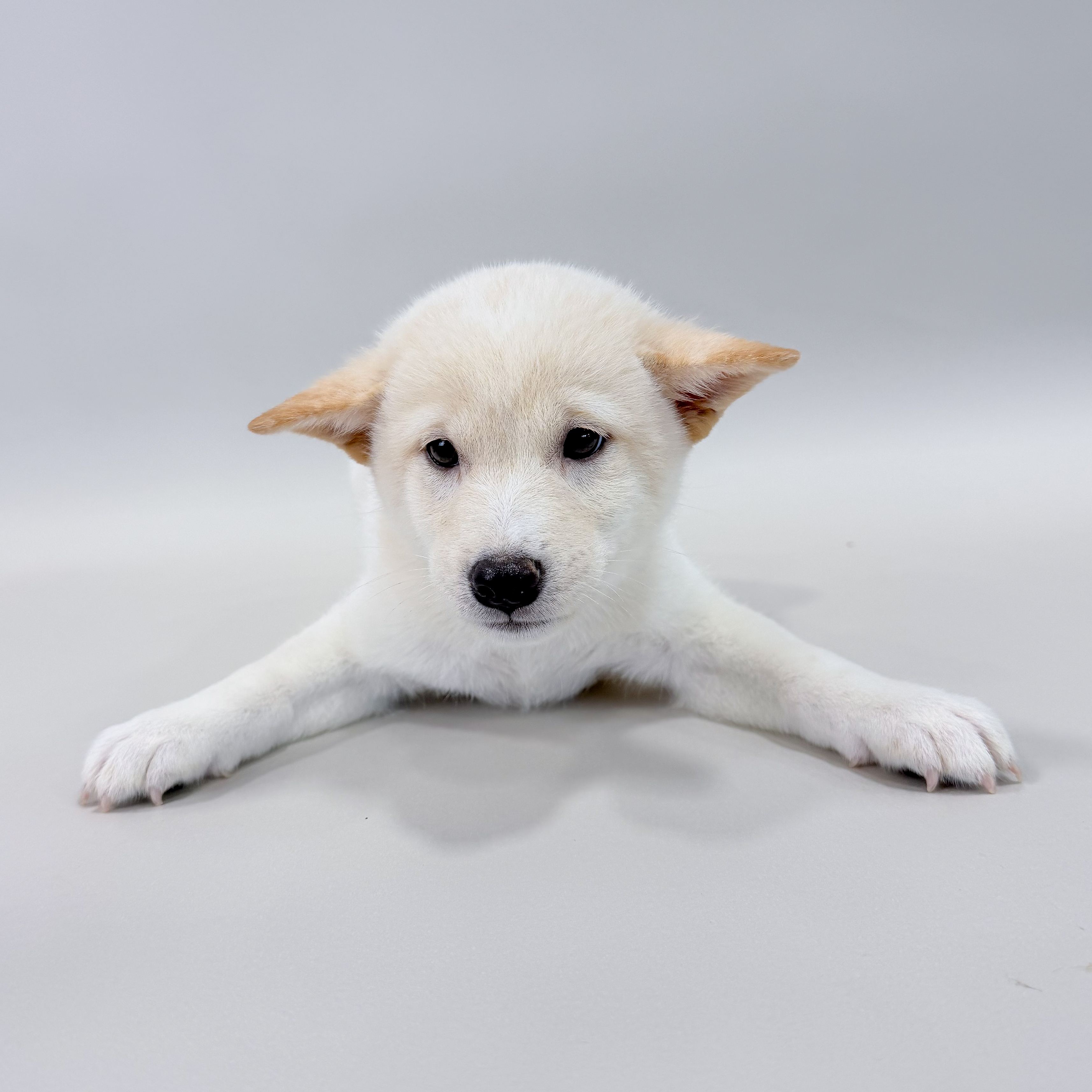 Thor the Shiba Inu puppy