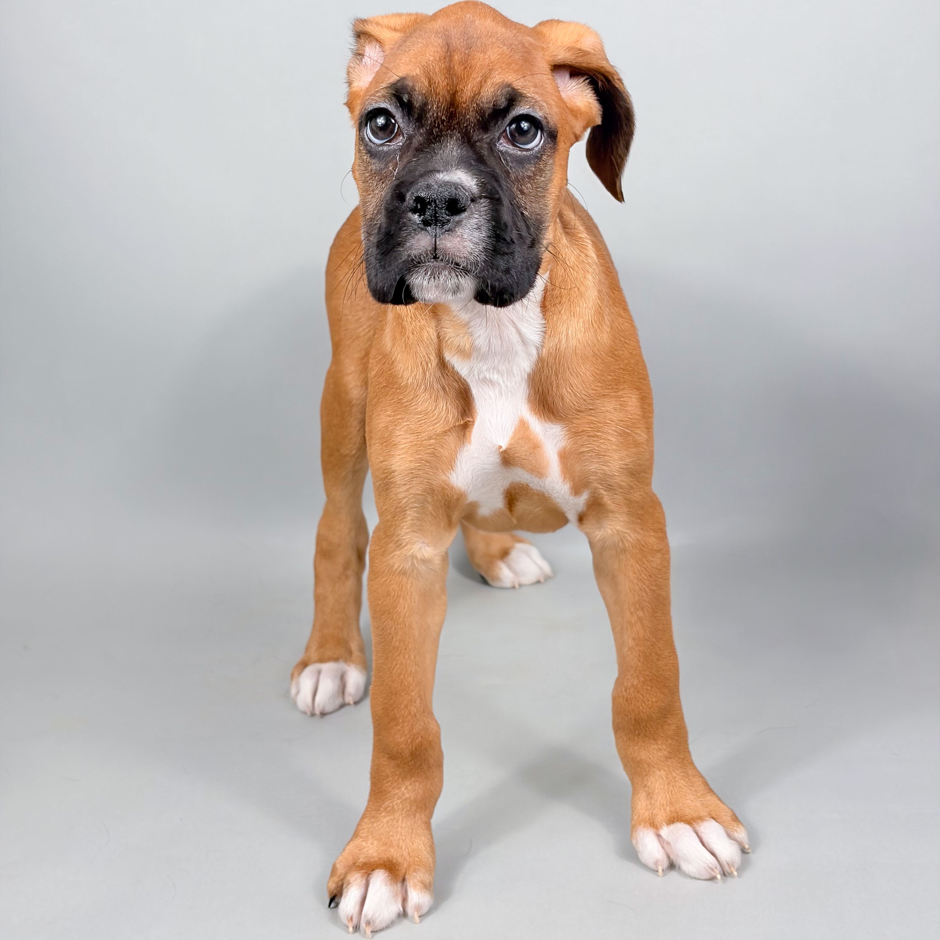 Ziva the Boxer puppy