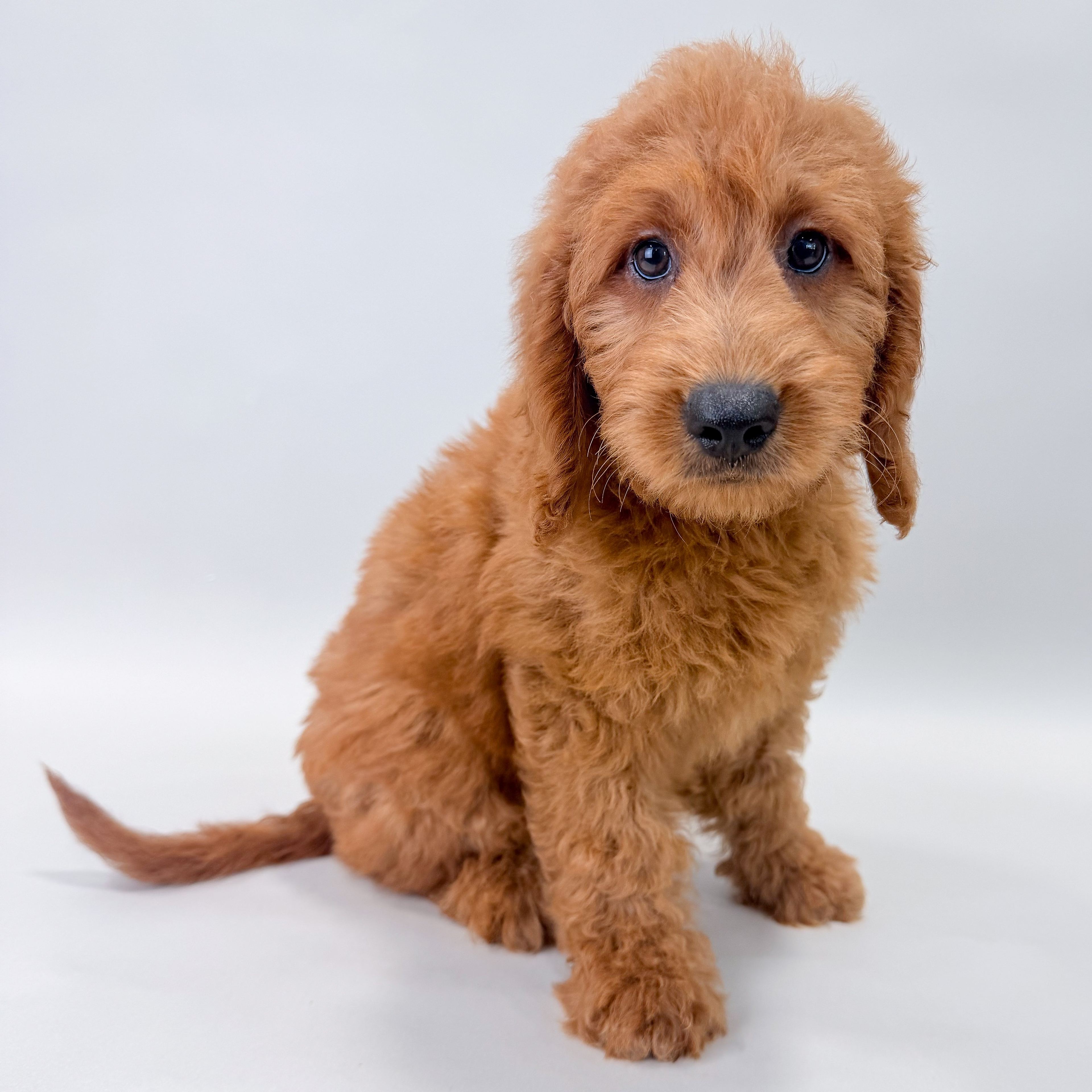 Kenya the Mini Goldendoodle puppy