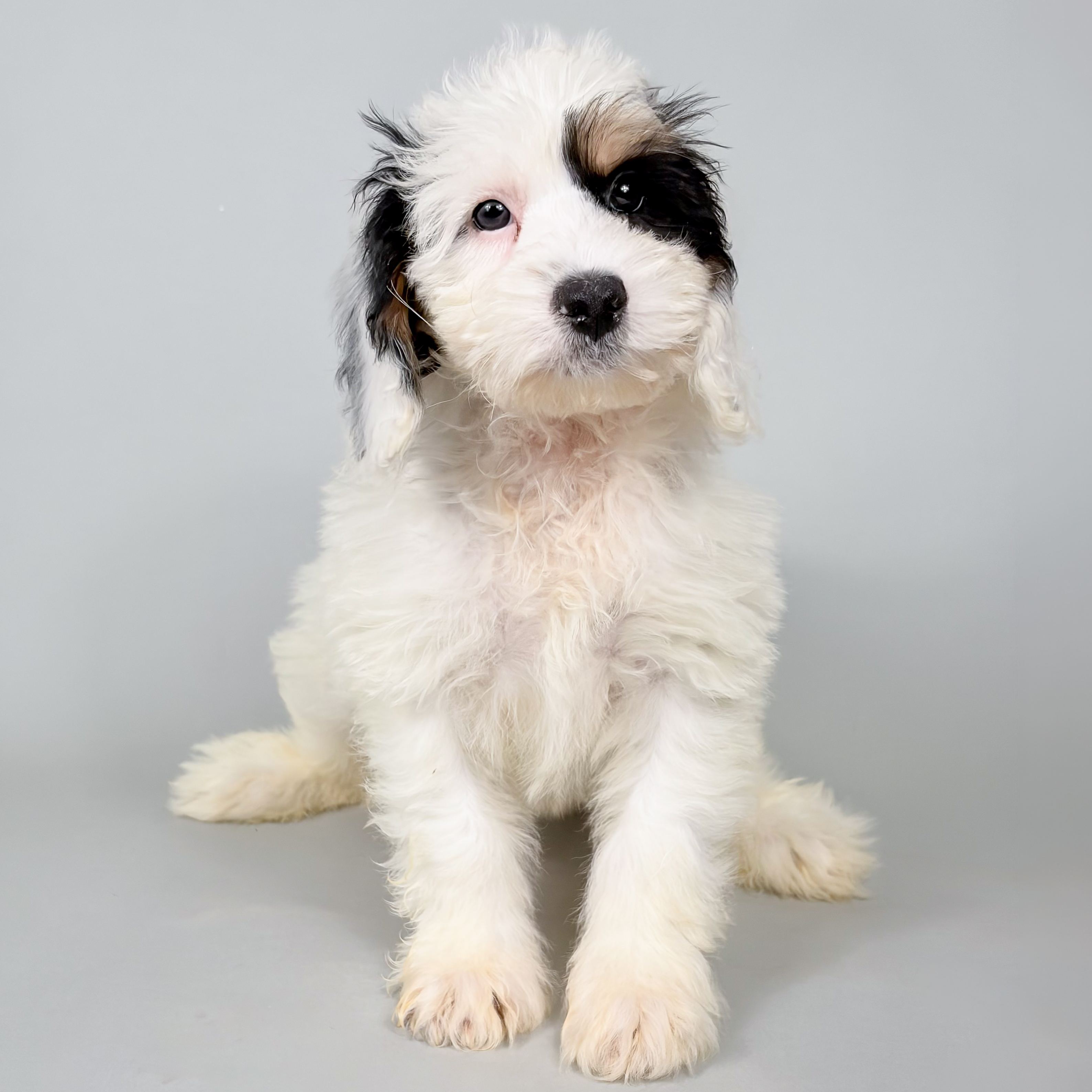 Ziggy the Bernedoodle puppy