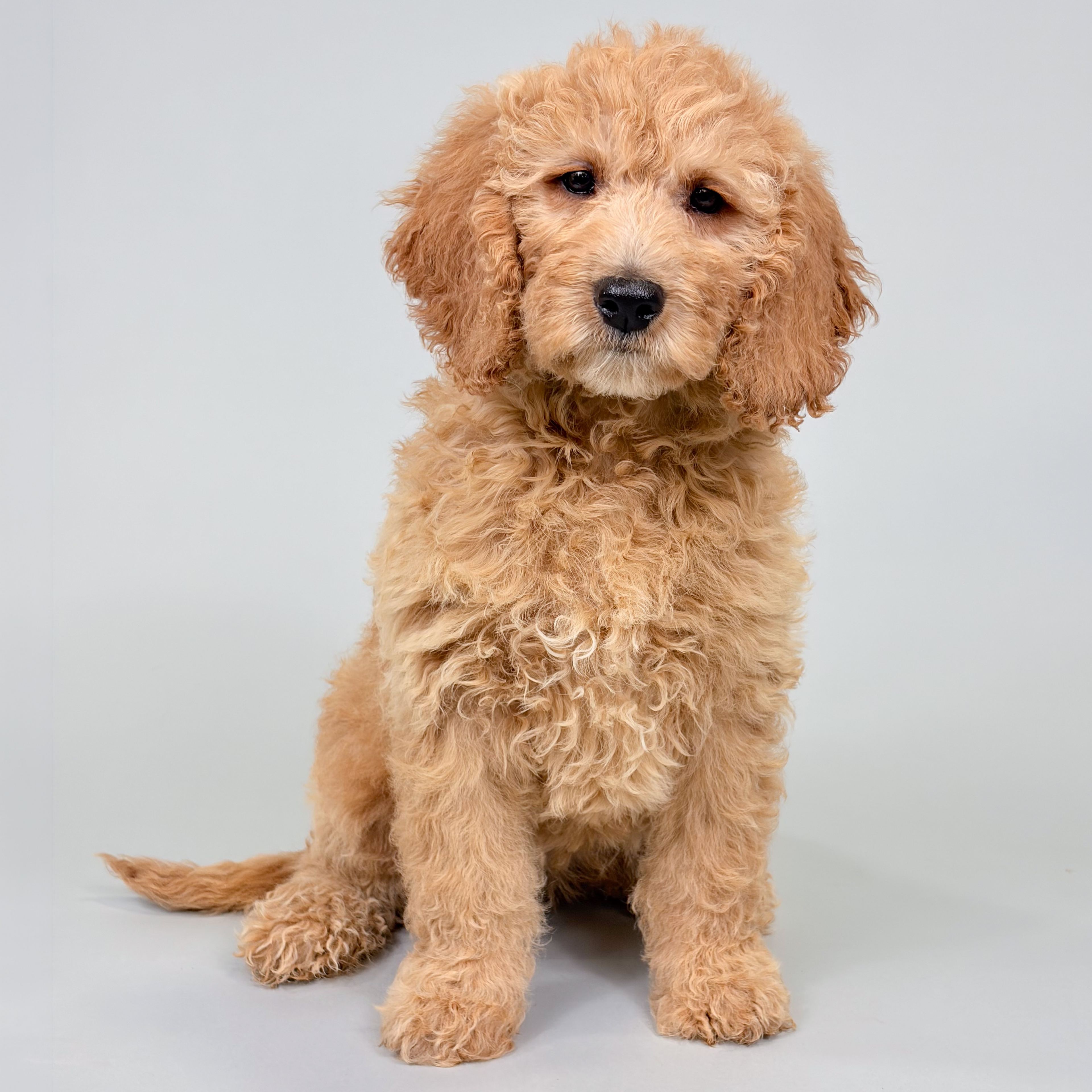 Jessie the Mini Goldendoodle puppy