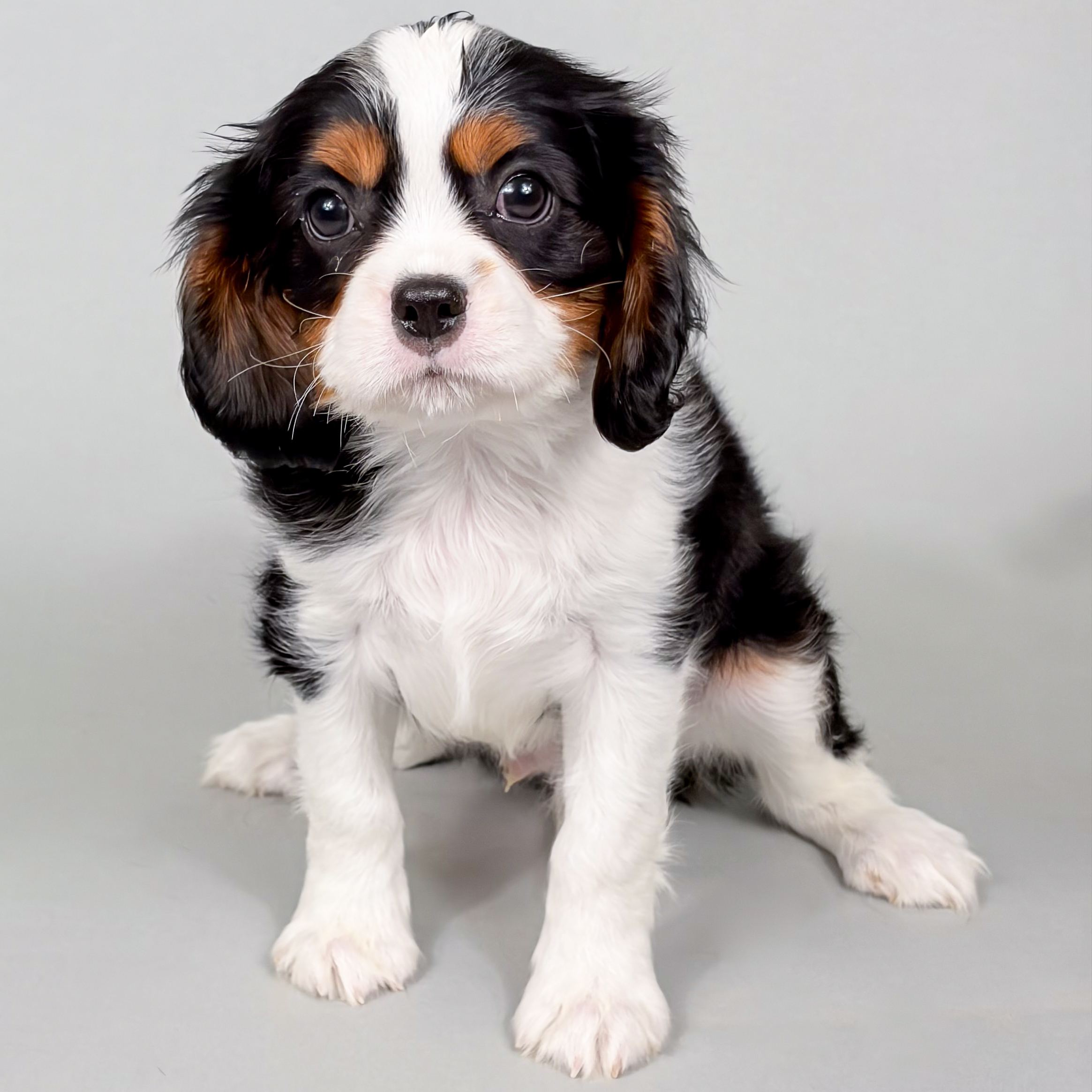 Java puppy