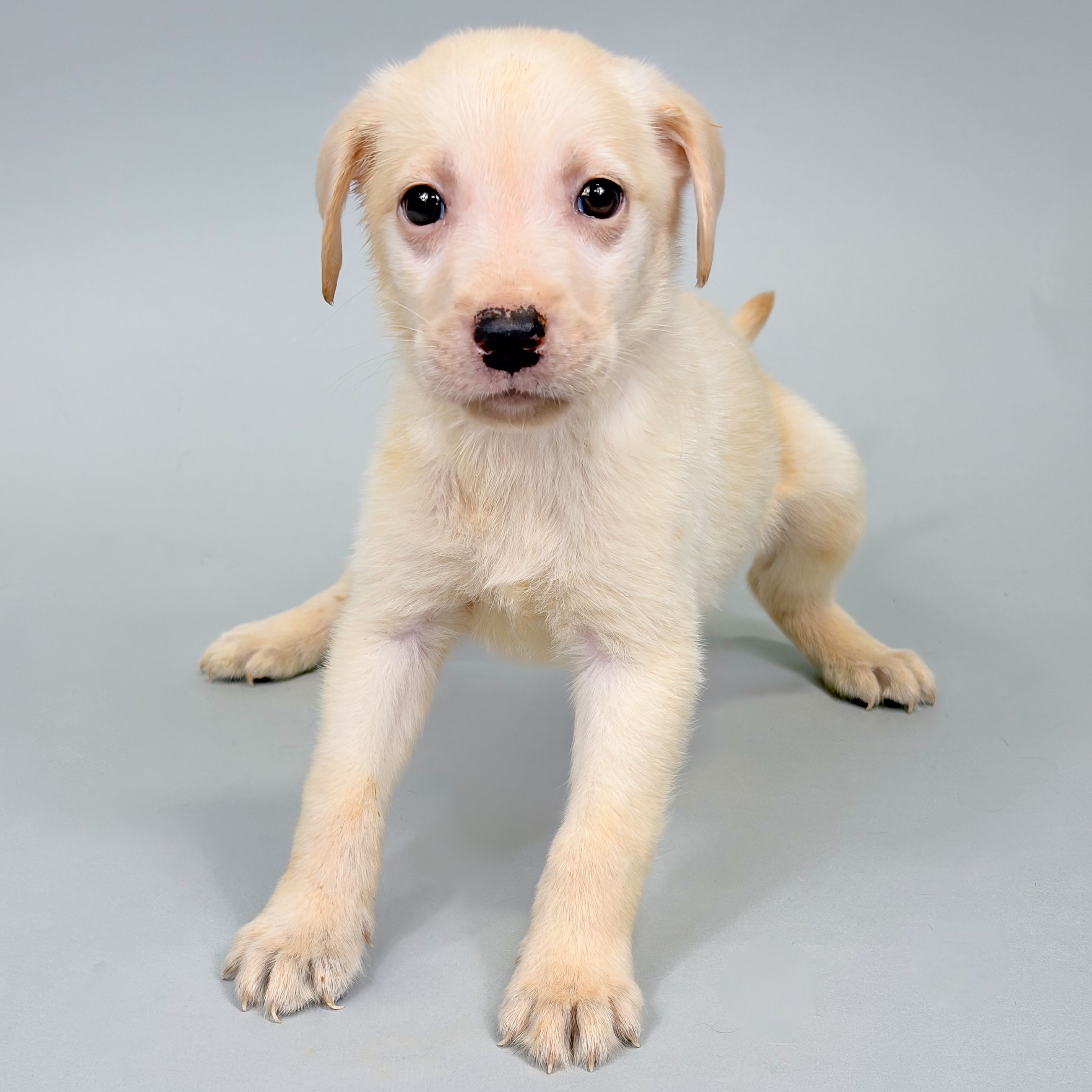 Bernard the Labrador Retriever puppy