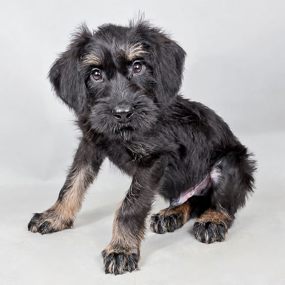 Stanley the Giant Schnauzer puppy