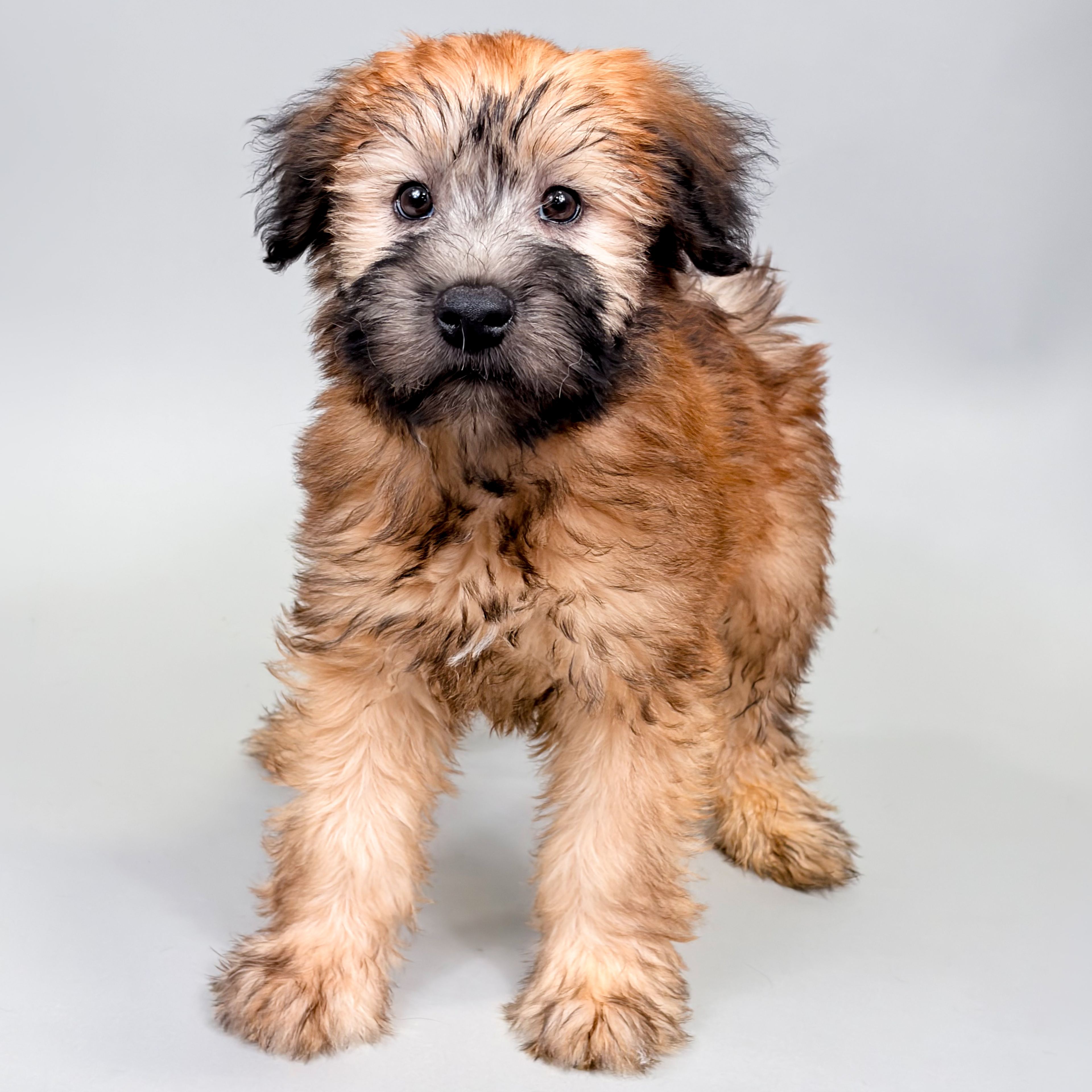 Taco the Soft Coated Wheaten Terrier puppy