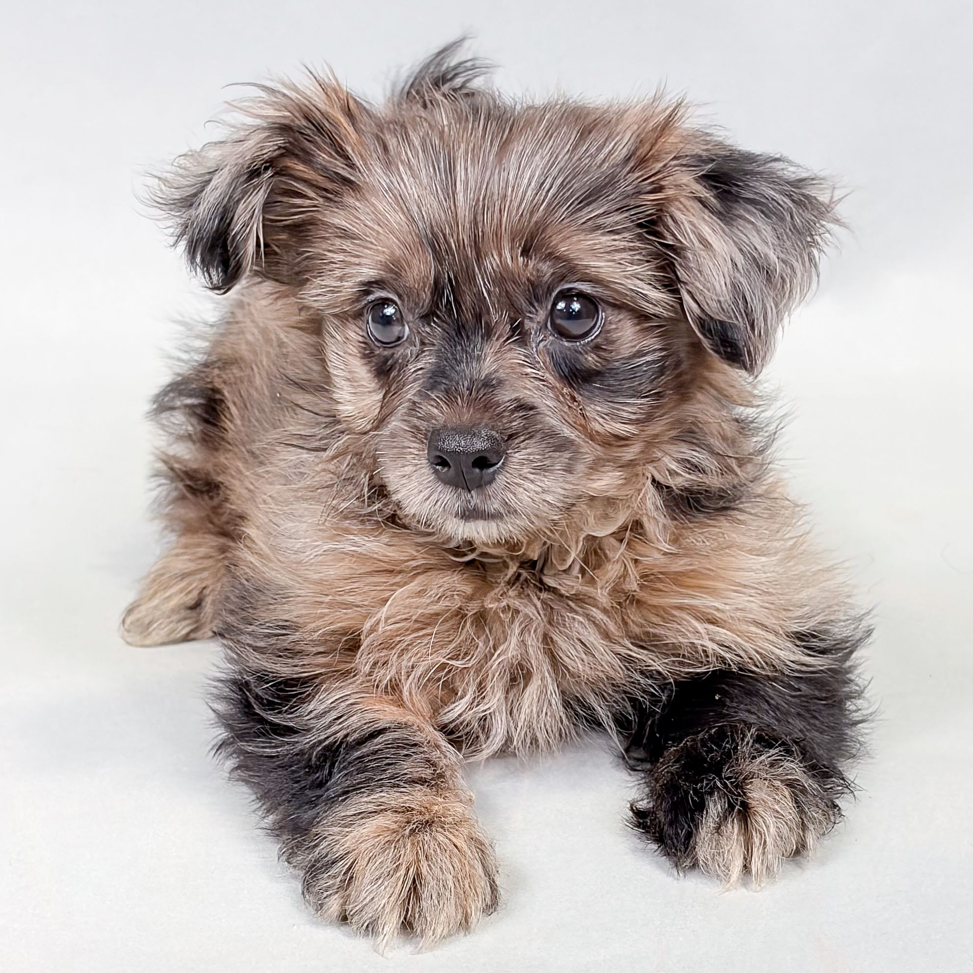 Tamara the Pompoo puppy