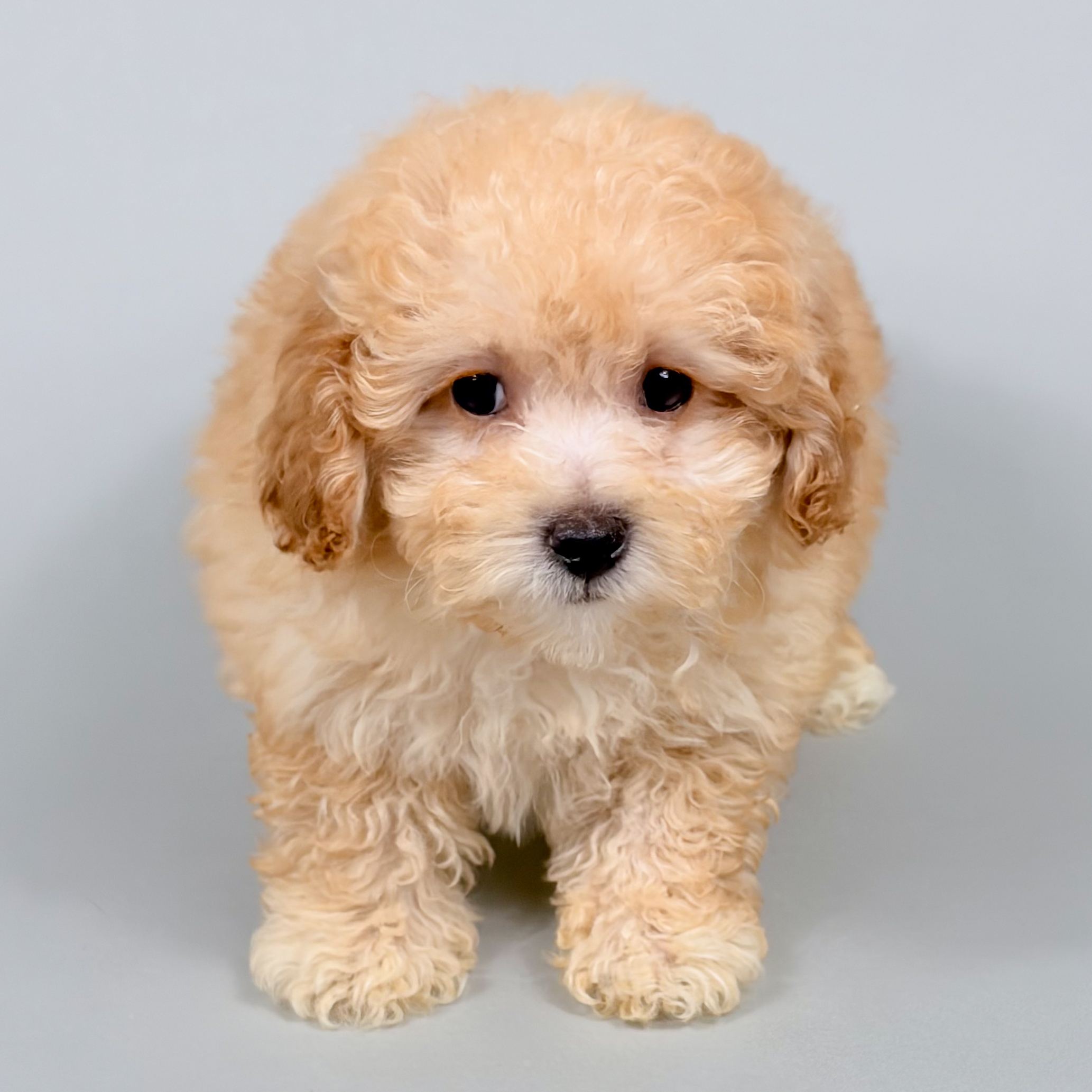 Elway the Toy Poodle puppy