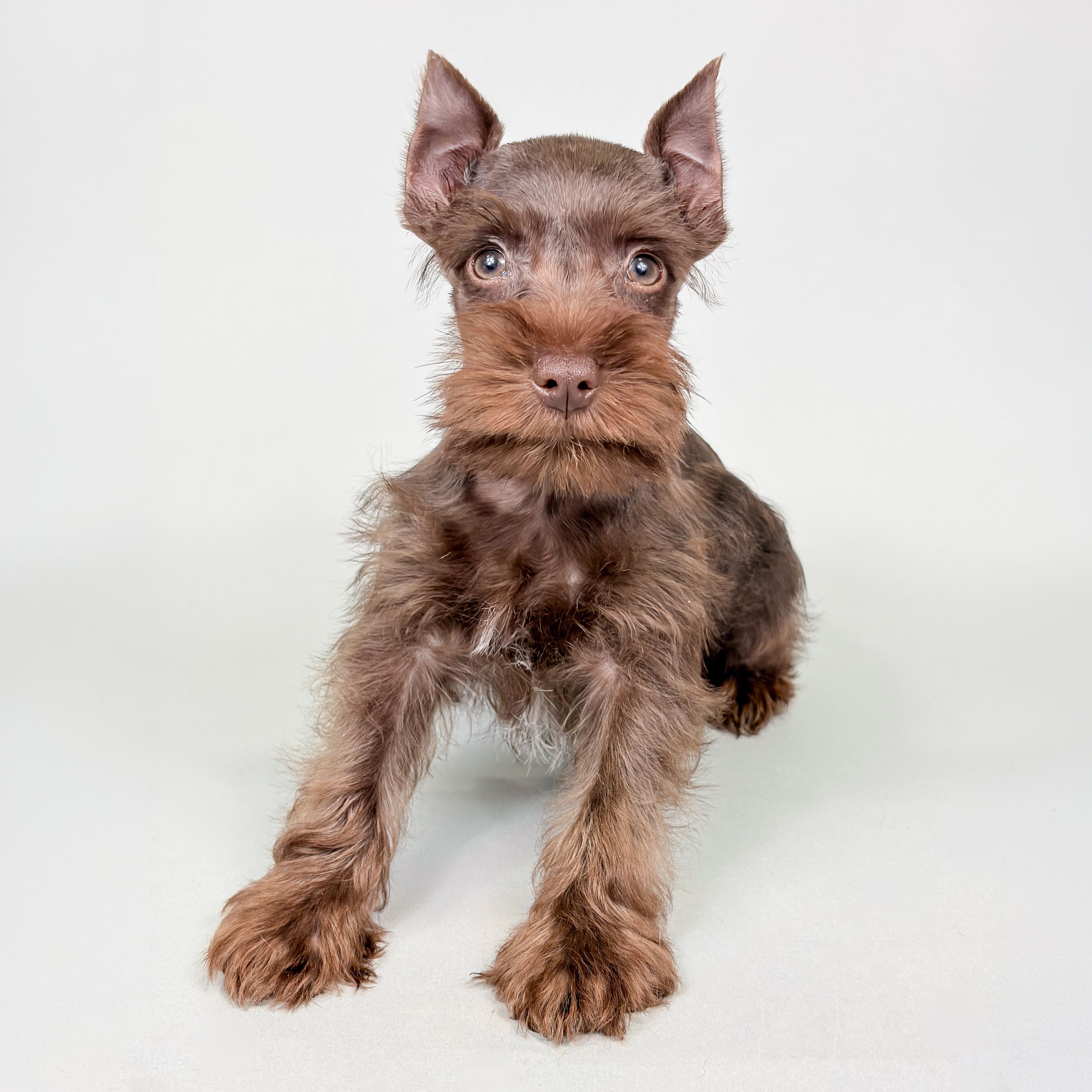 Wesley the Mini Schnauzer puppy