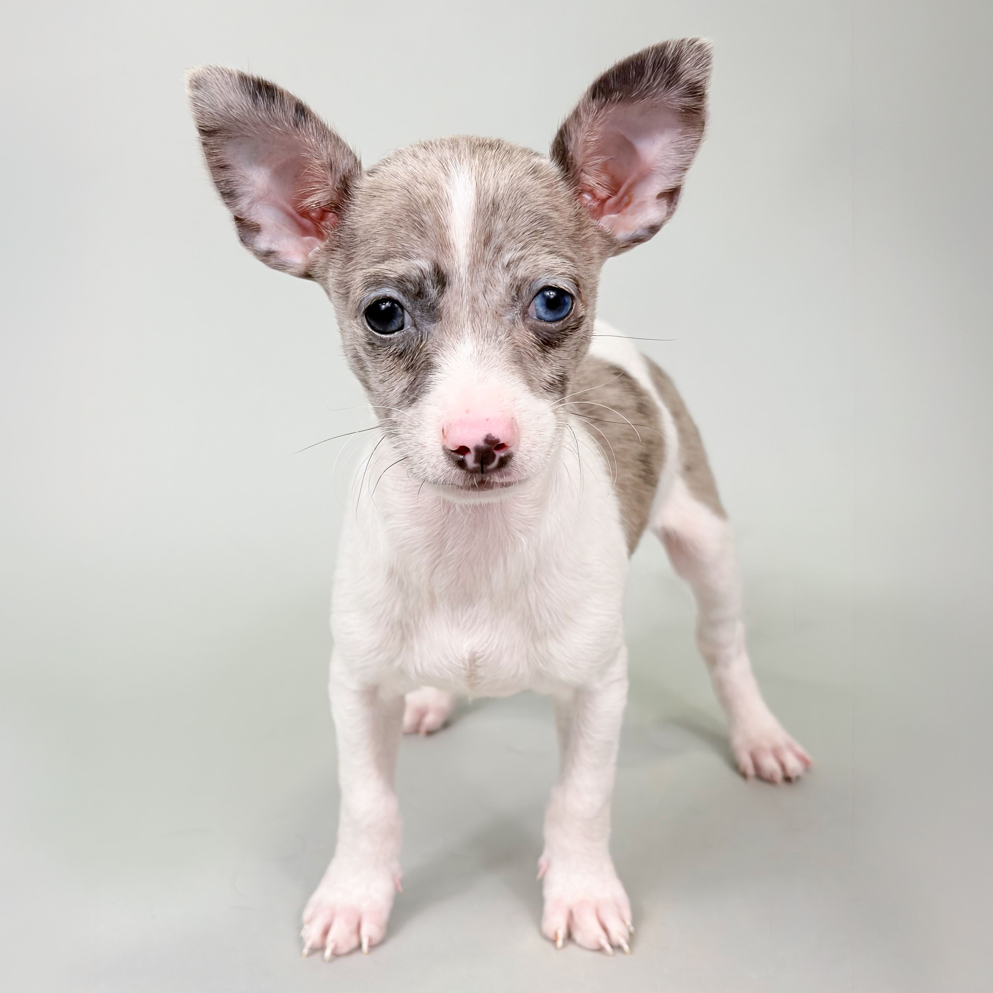 Chewy the Chihuahua puppy